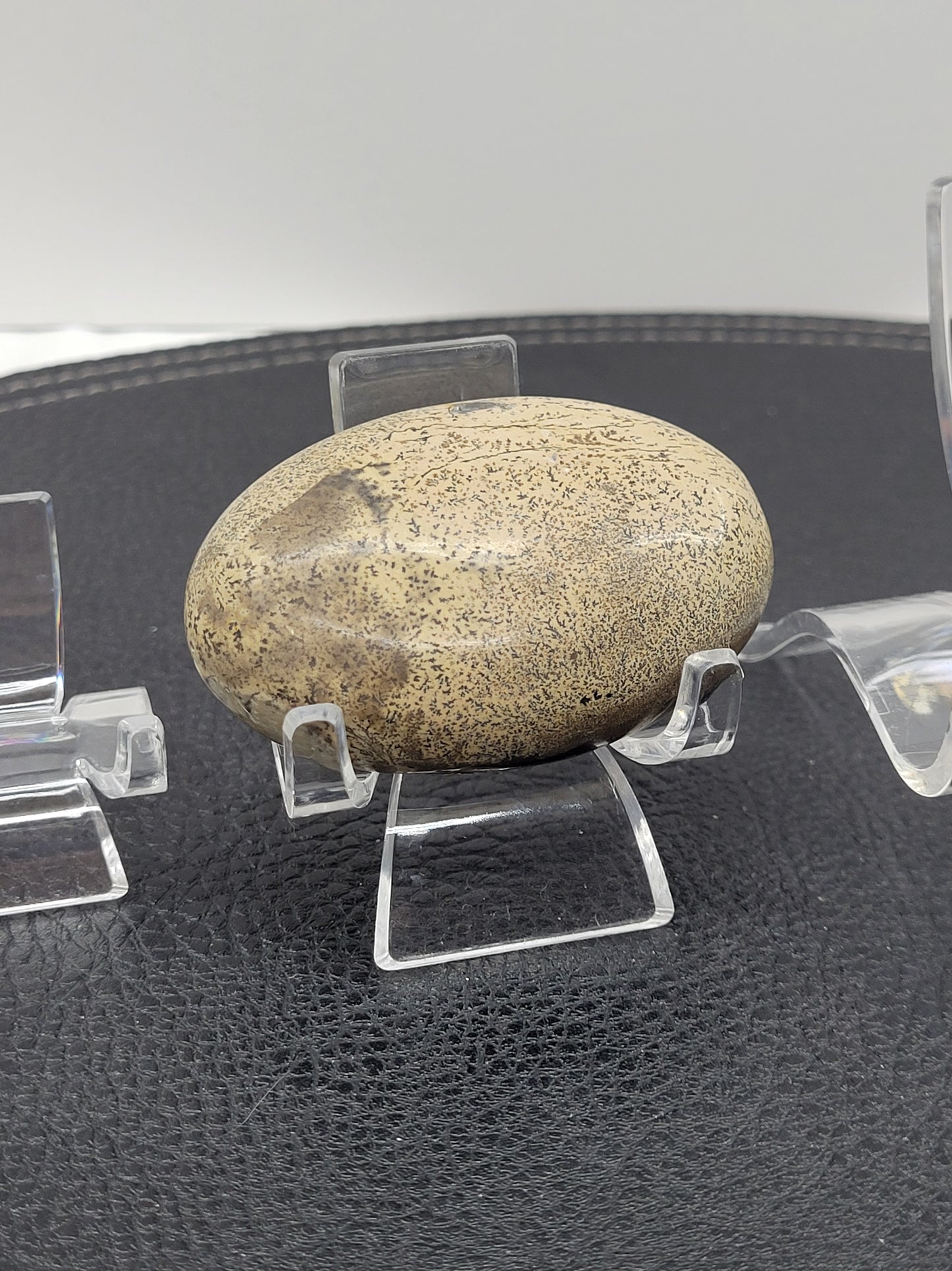 Acrylic display stands - specimen/palm