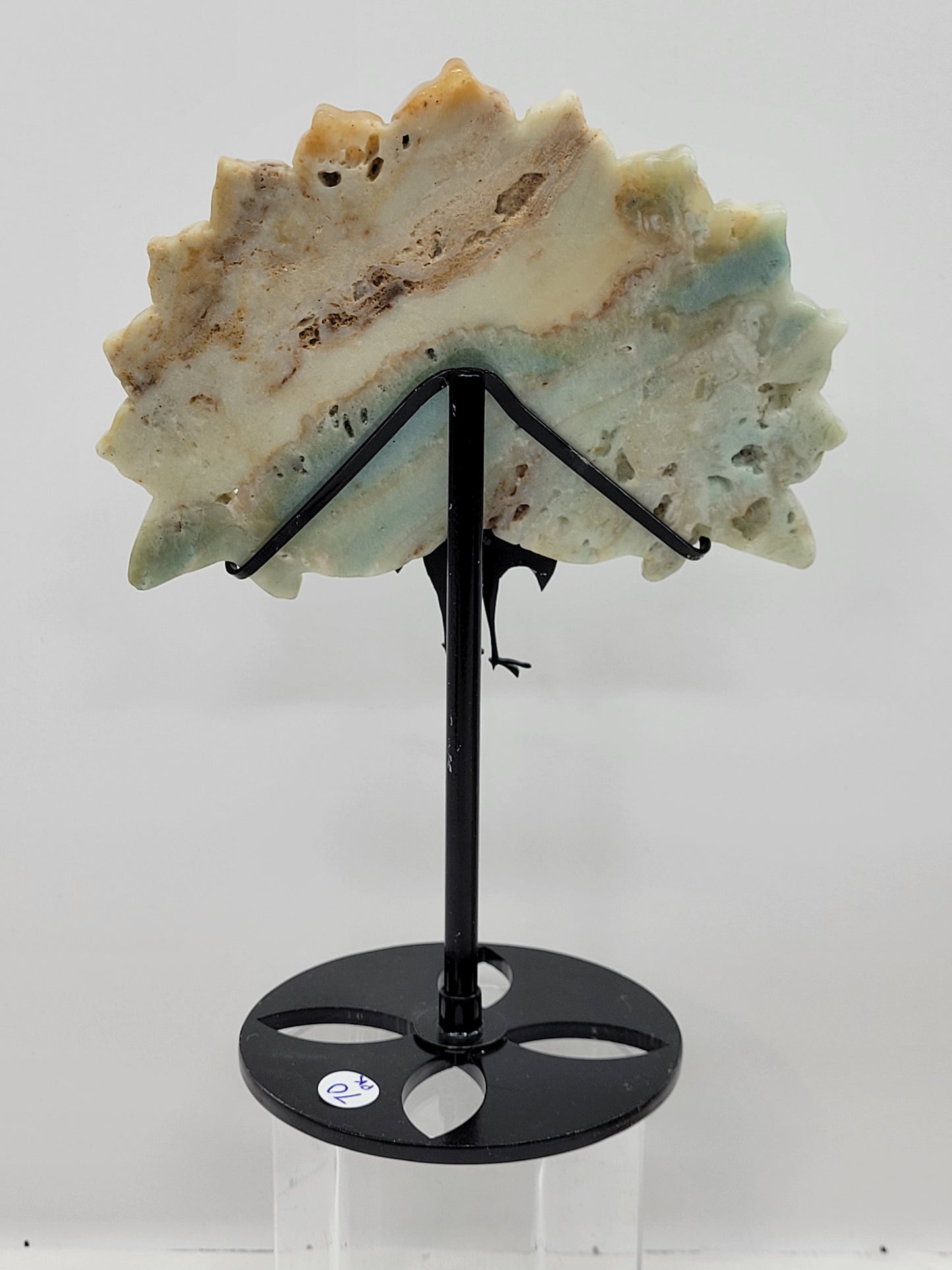 Wing - Caribbean Calcite peacock
