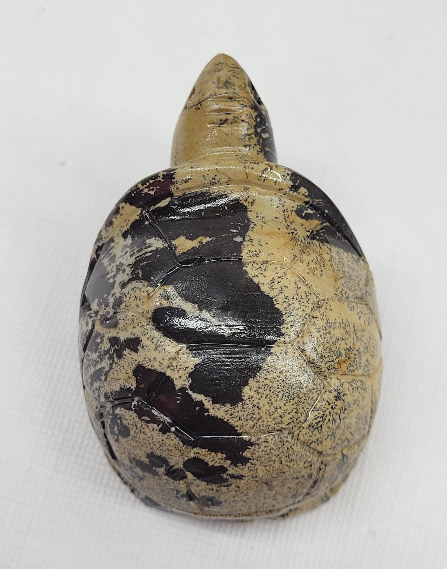 Turtle - Picture Jasper (M & L)