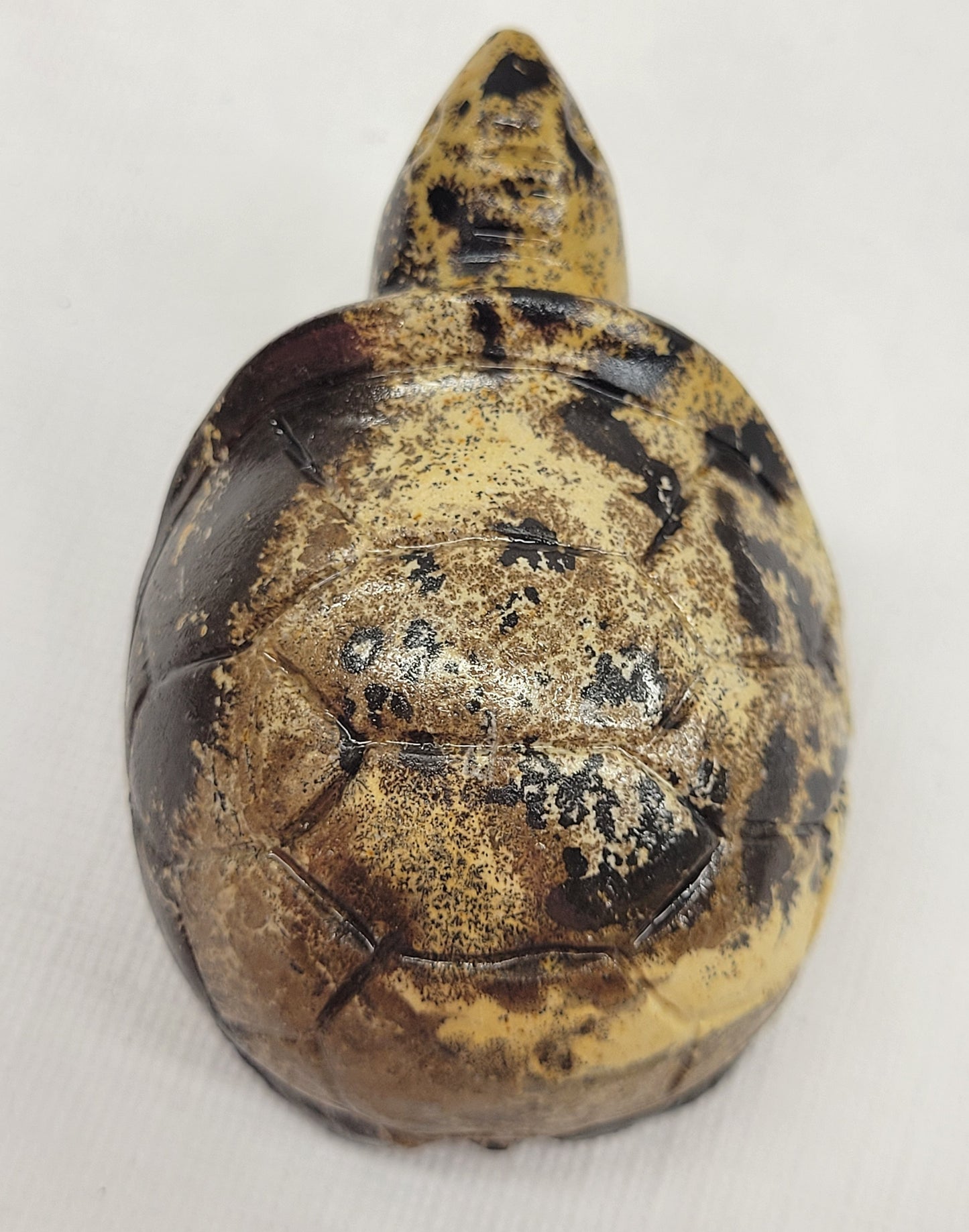 Turtle - Picture Jasper (M & L)