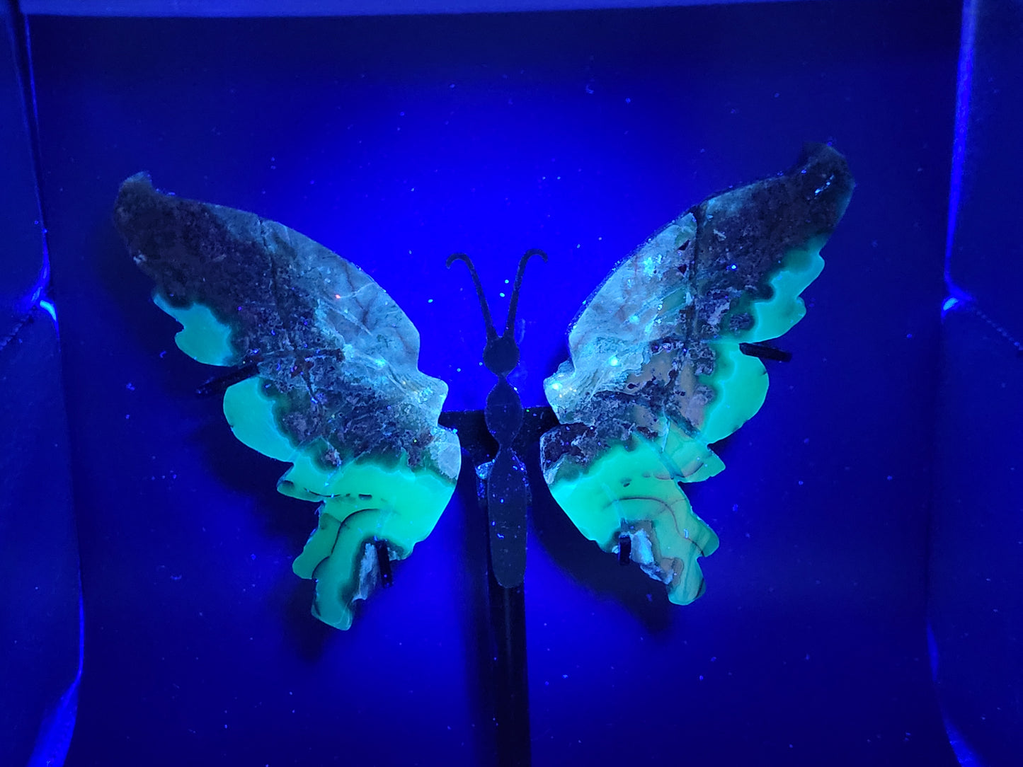Wings - Volcano Agate butterfly