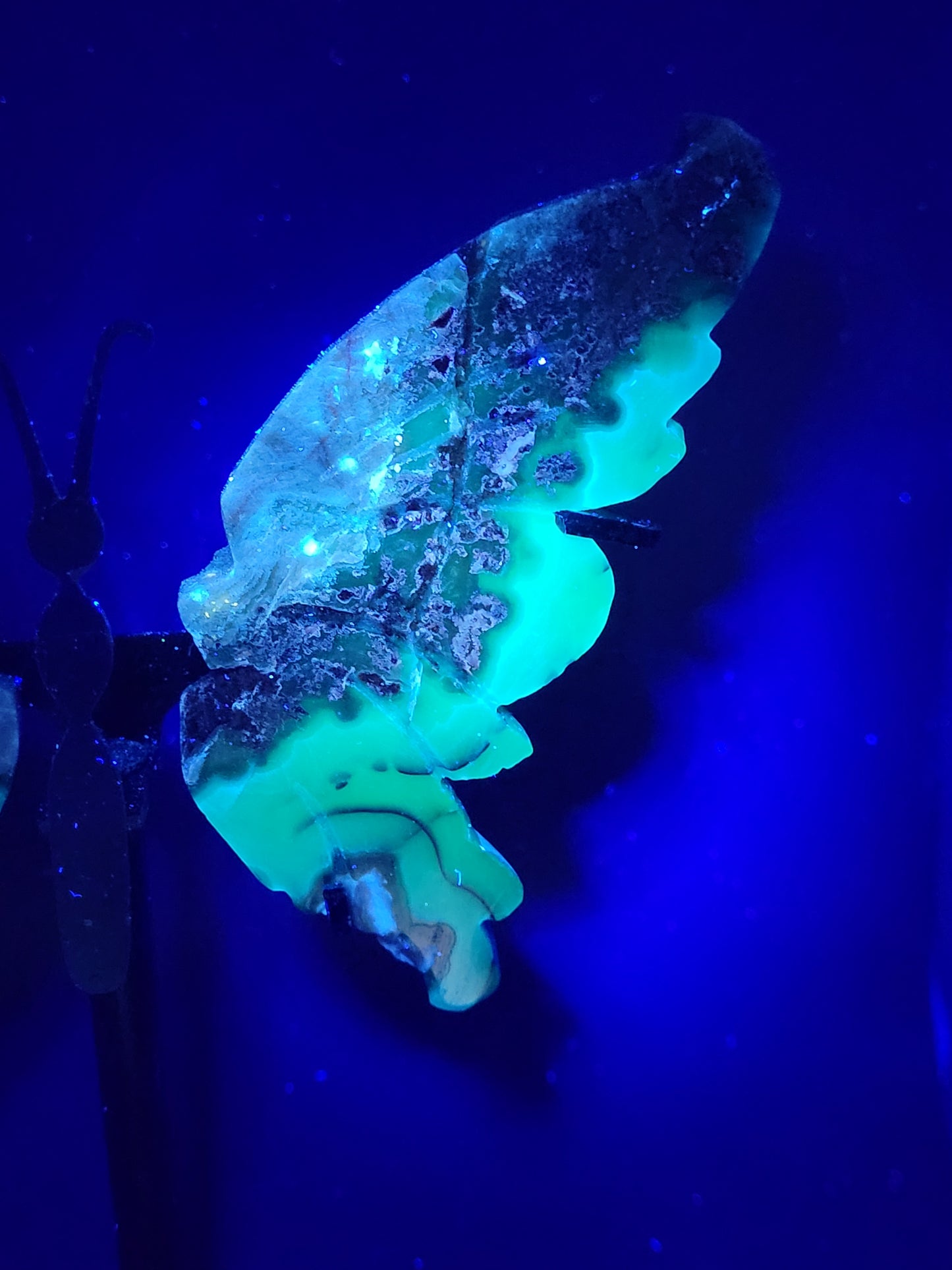 Wings - Volcano Agate butterfly