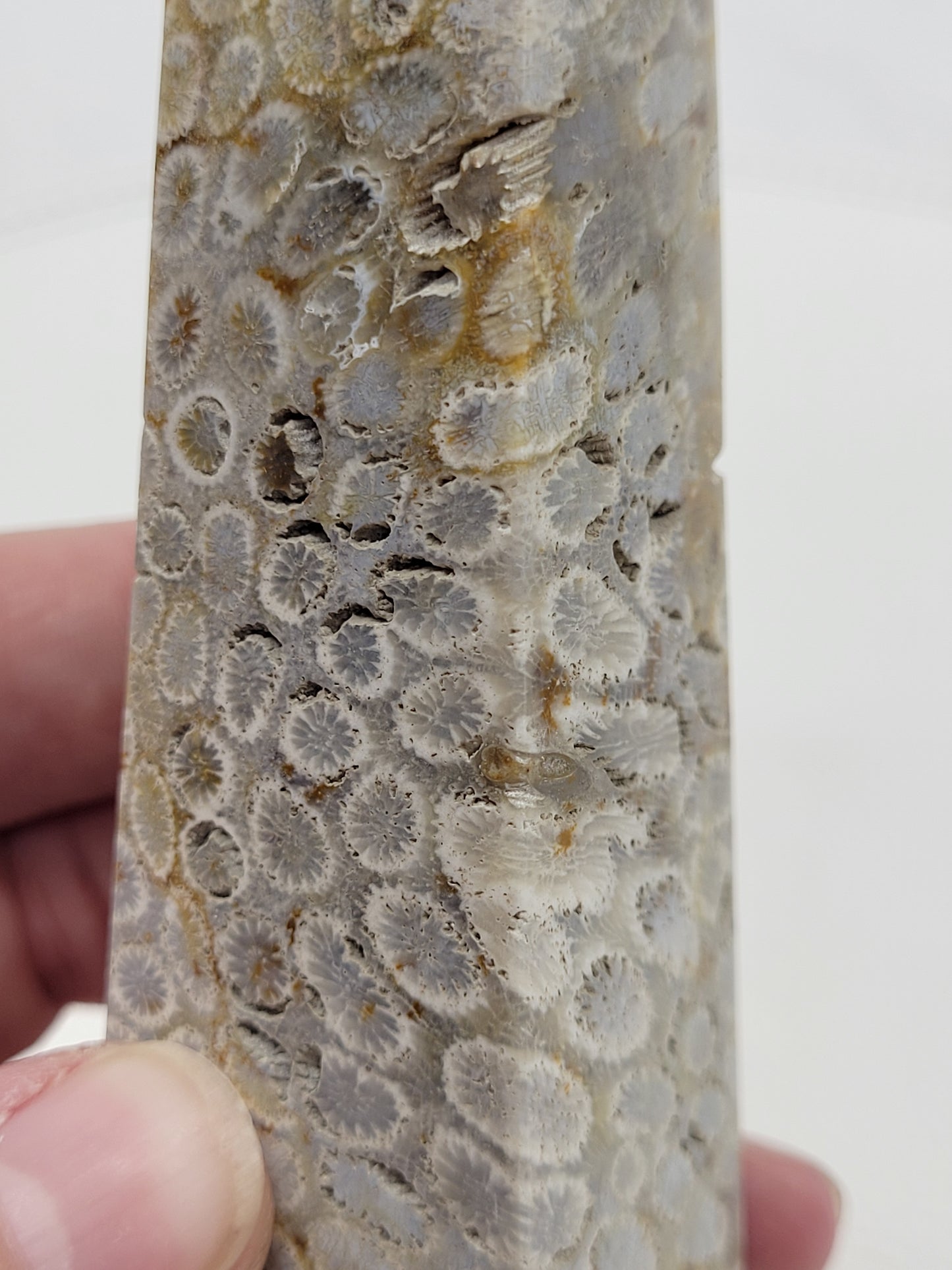 Fossil Coral Jasper tower
