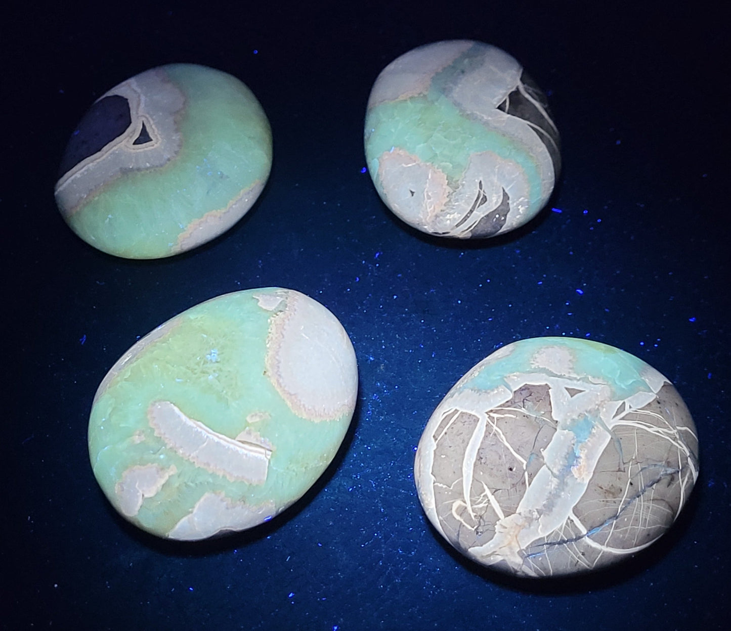 Palm - Septarian