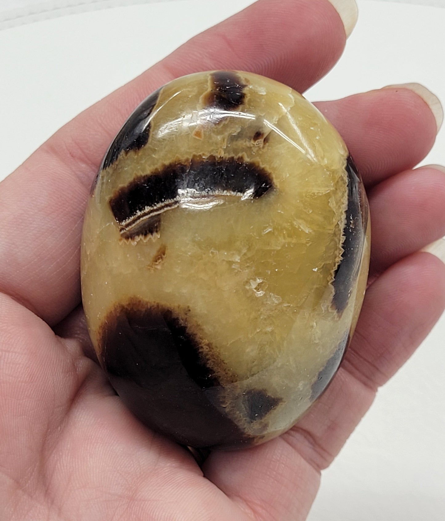 Palm - Septarian