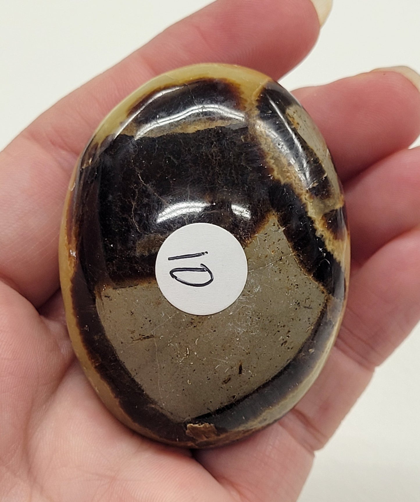 Palm - Septarian