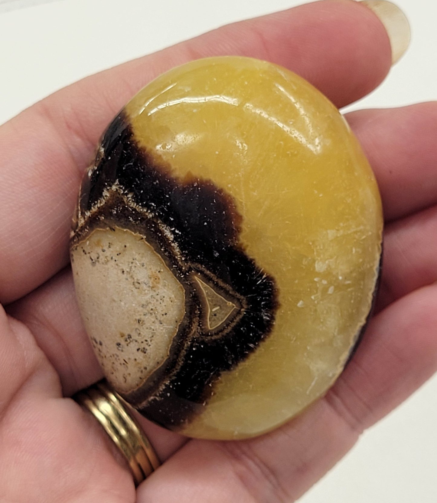 Palm - Septarian