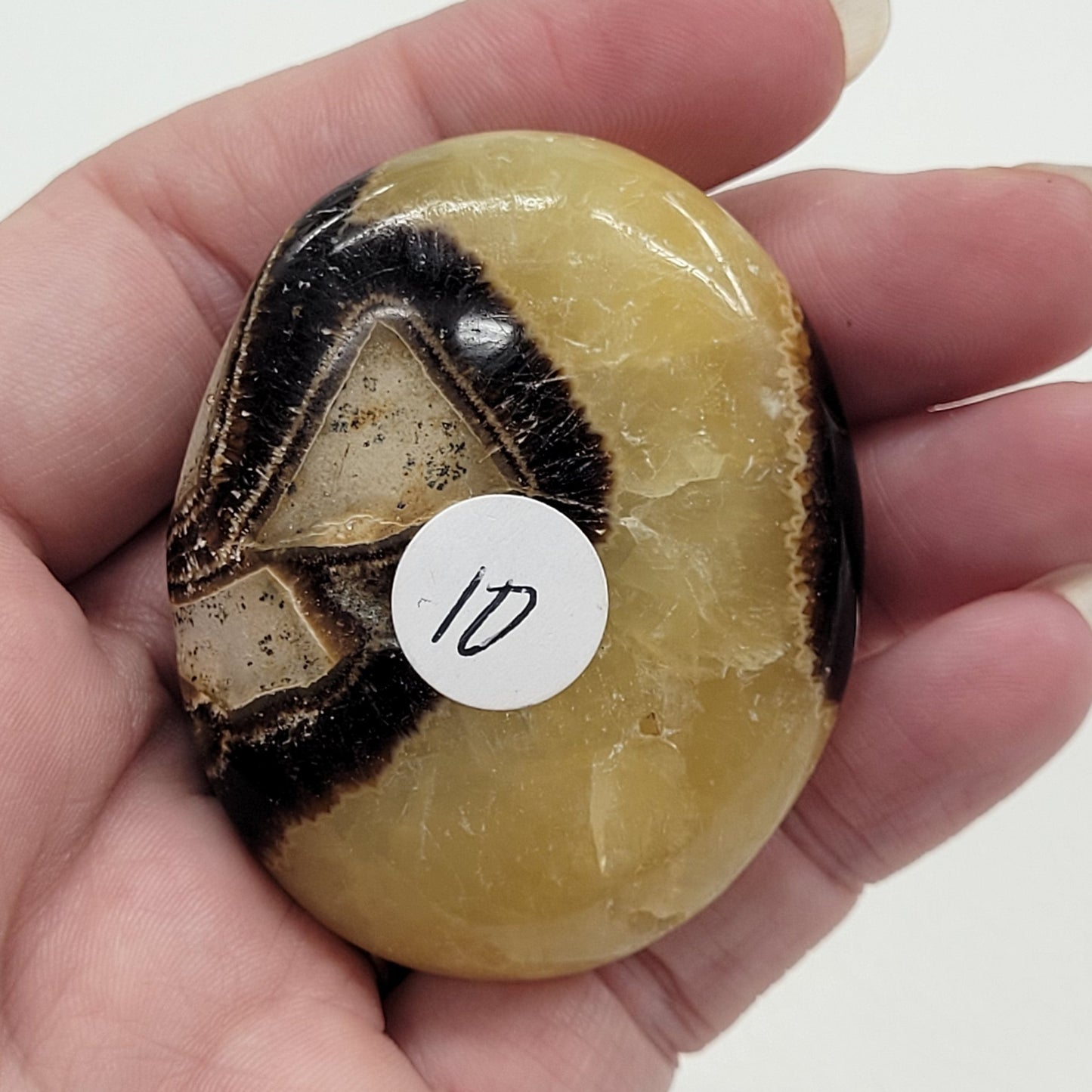 Palm - Septarian