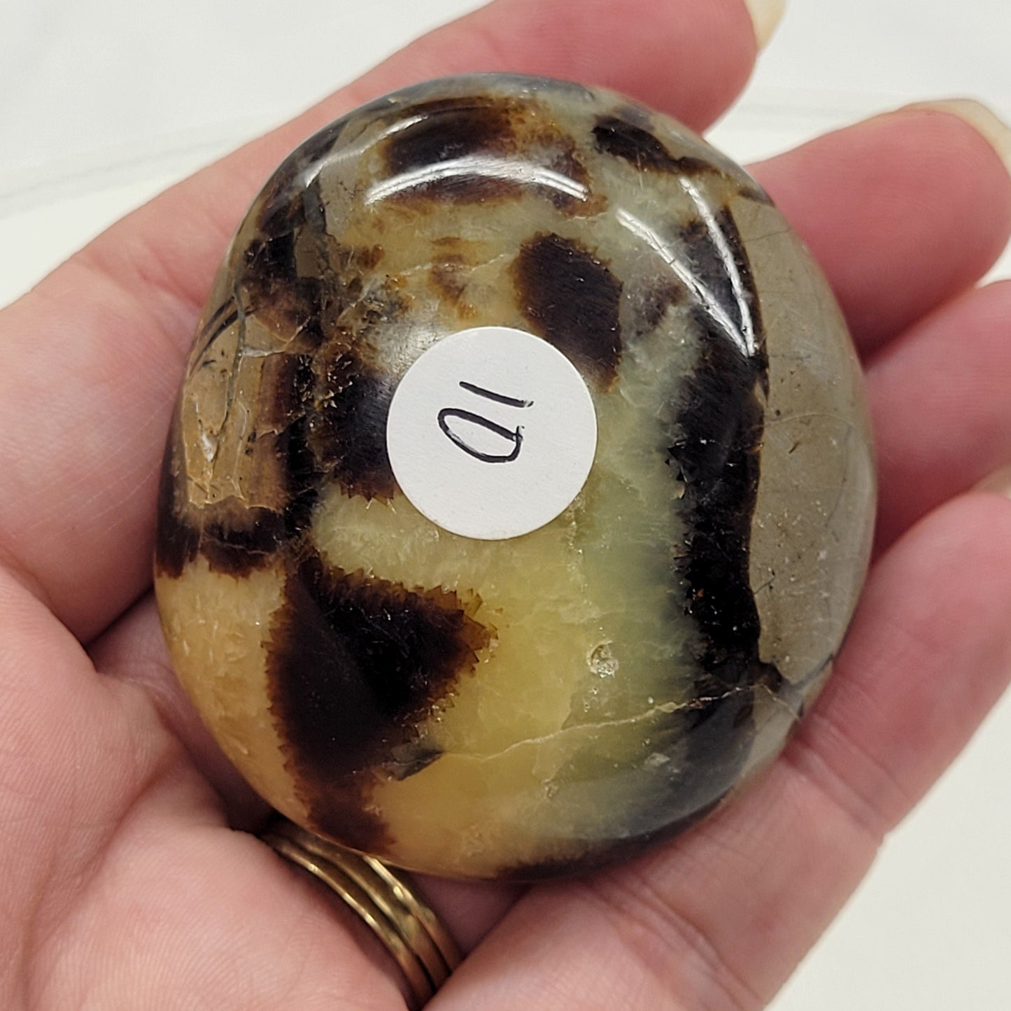Palm - Septarian