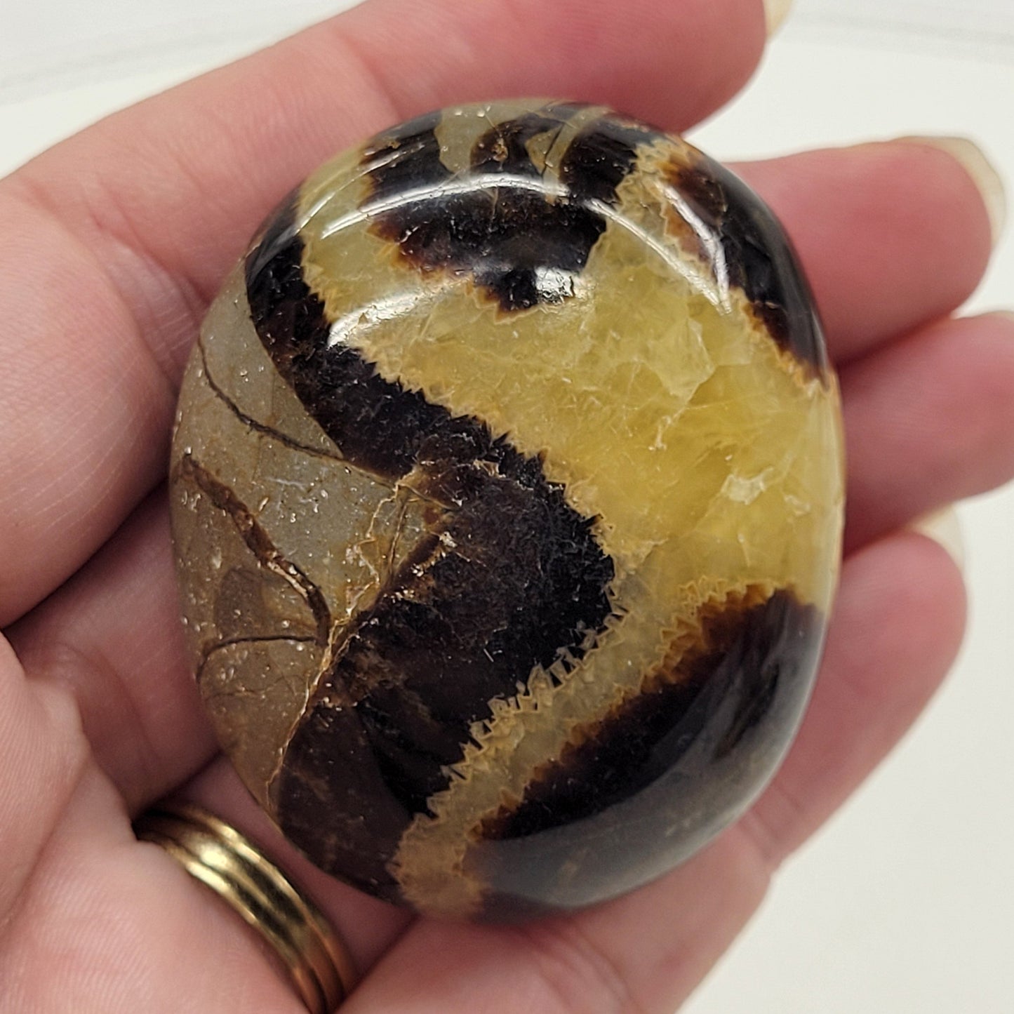 Palm - Septarian