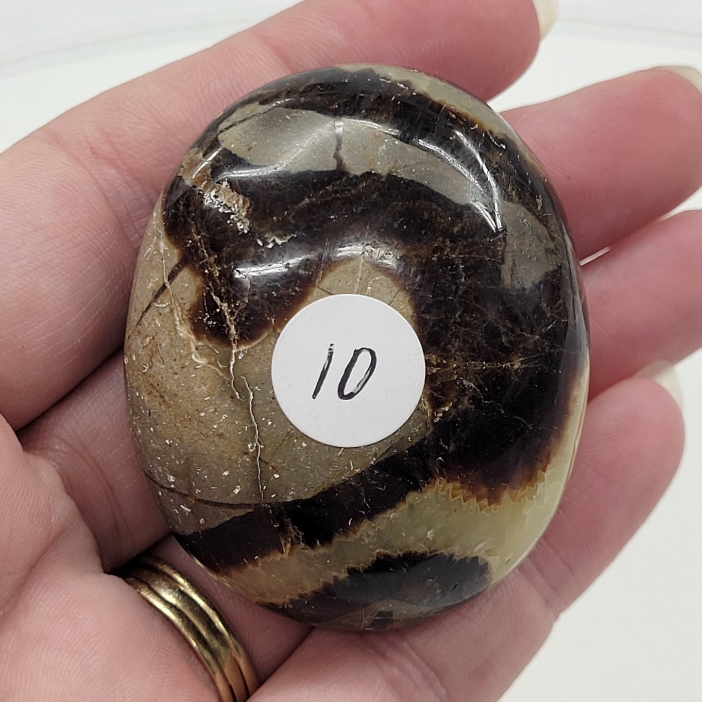 Palm - Septarian