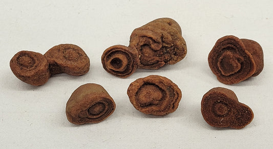 Pseudo Stromatolite (Sandstone Concretions)