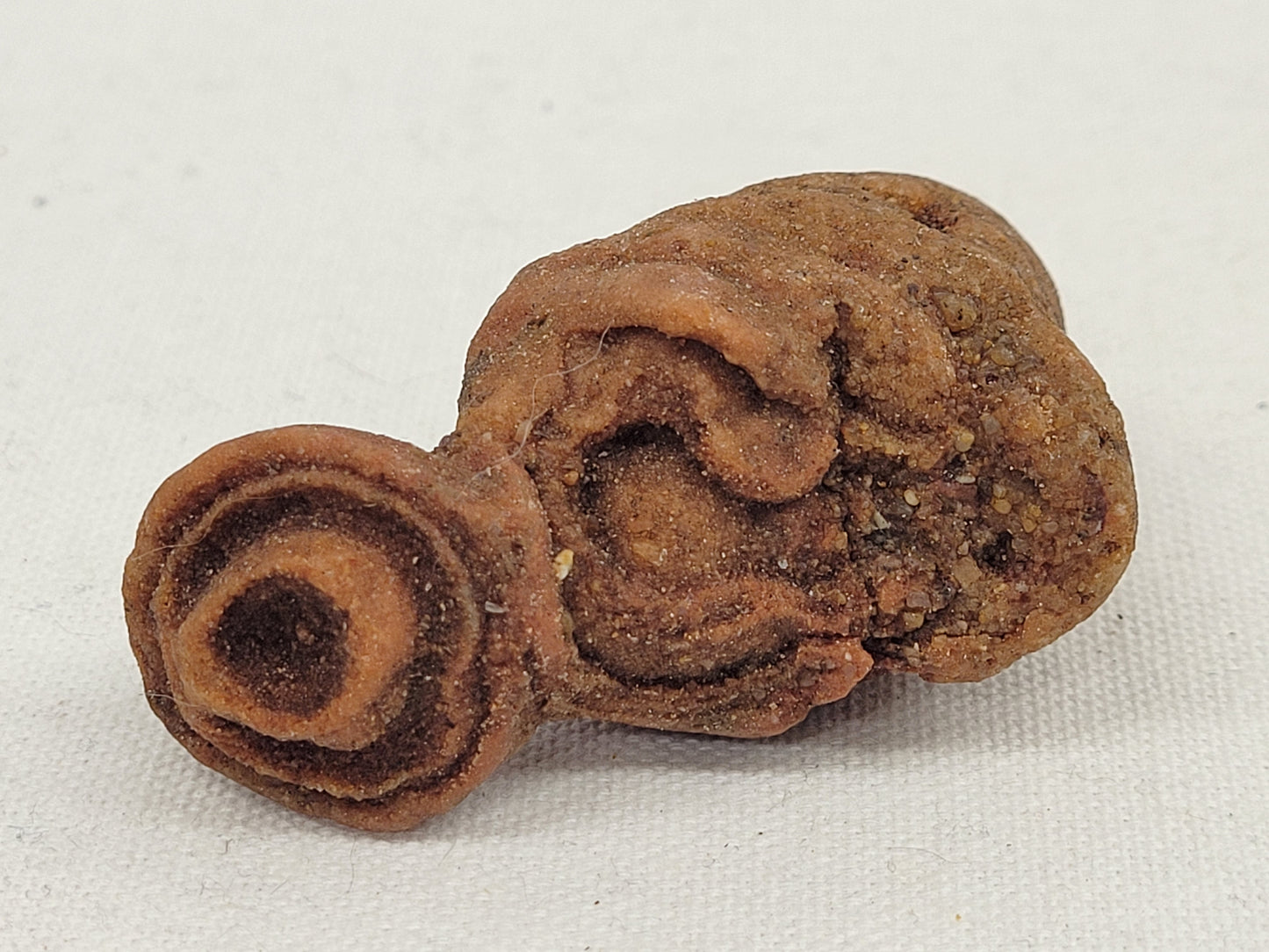 Pseudo Stromatolite (Sandstone Concretions)