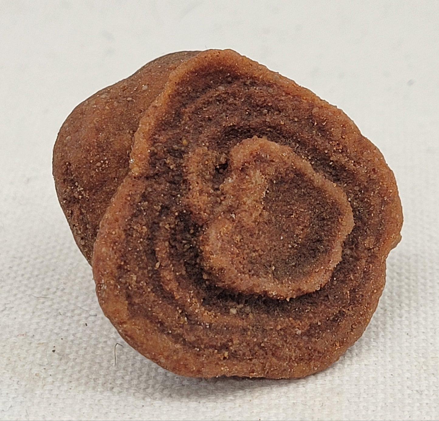 Pseudo Stromatolite (Sandstone Concretions)