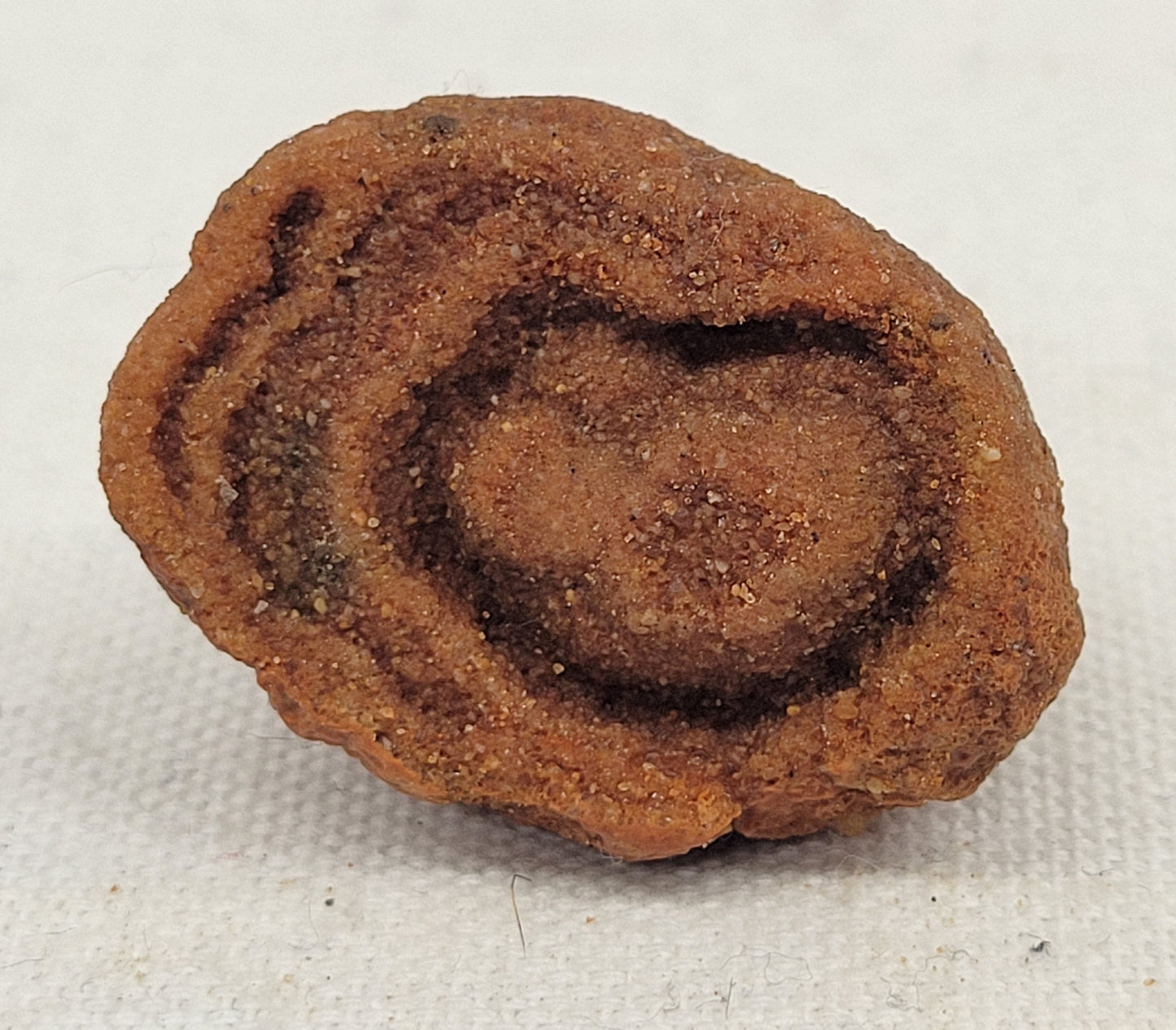 Pseudo Stromatolite (Sandstone Concretions)
