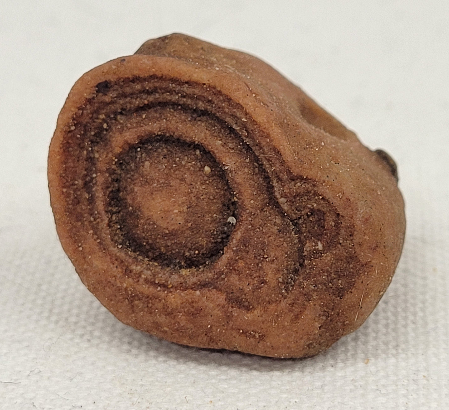 Pseudo Stromatolite (Sandstone Concretions)