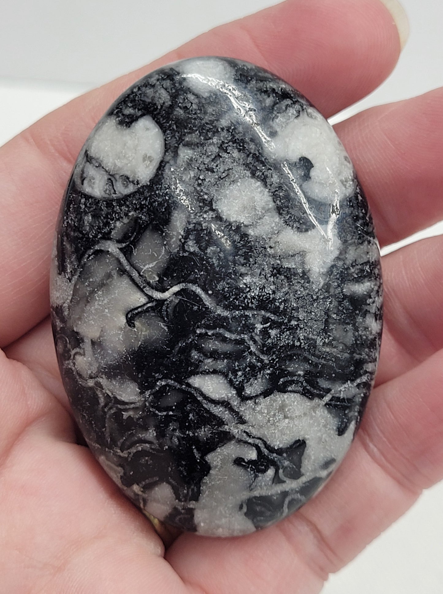Palm - Fossil Shell Jasper