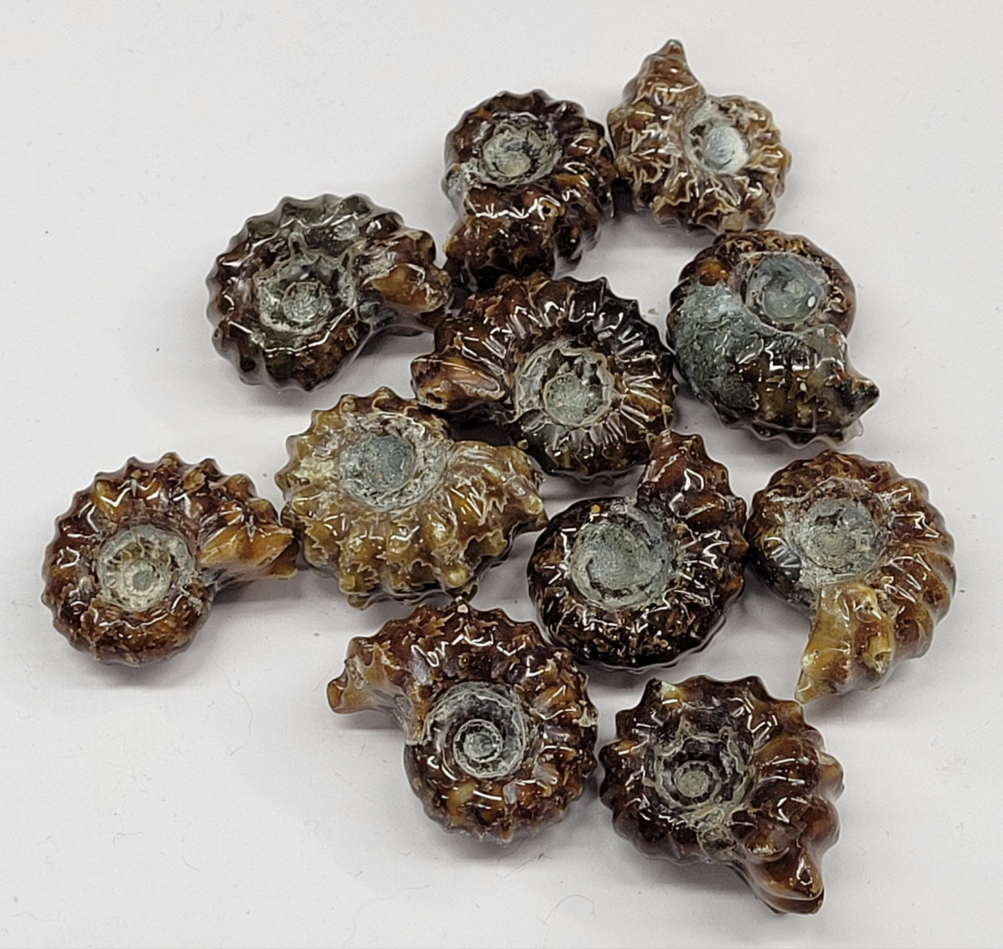 Ribbed Ammonite