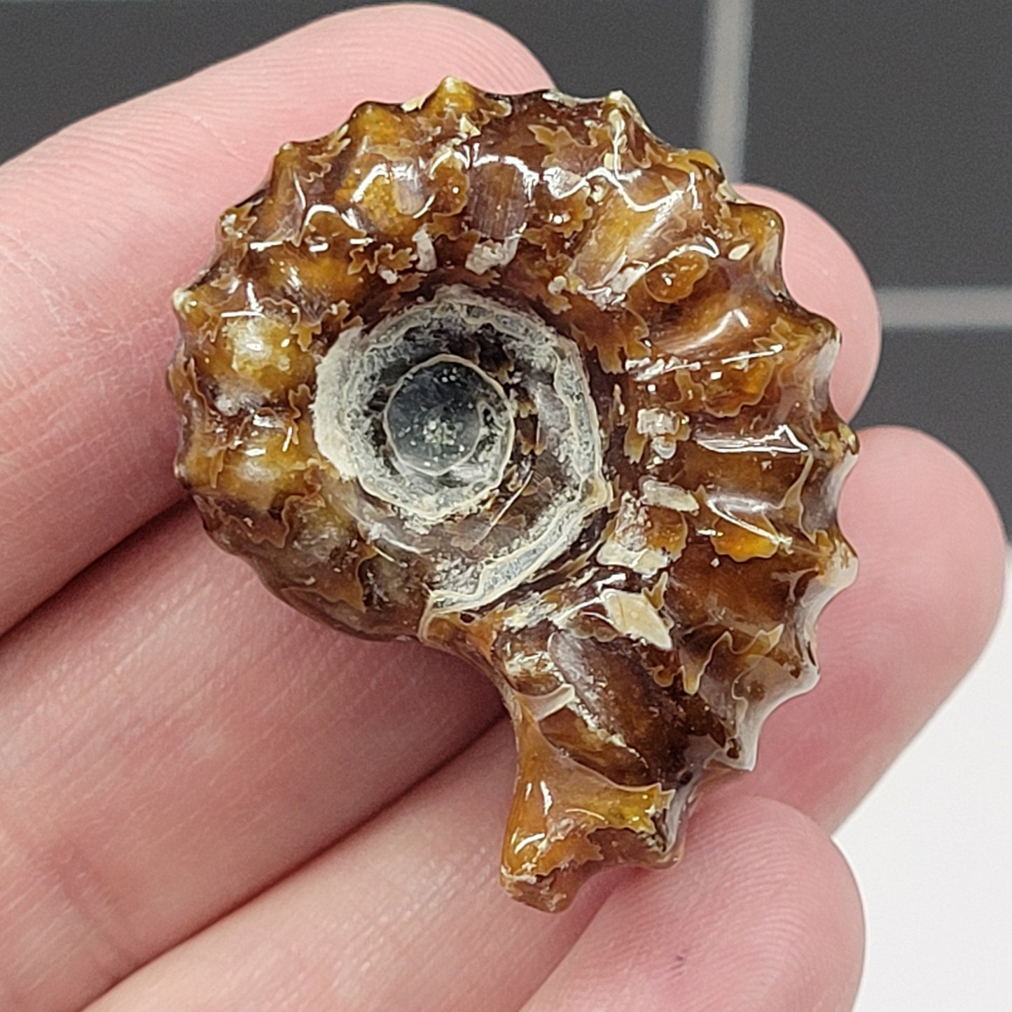 Ribbed Ammonite