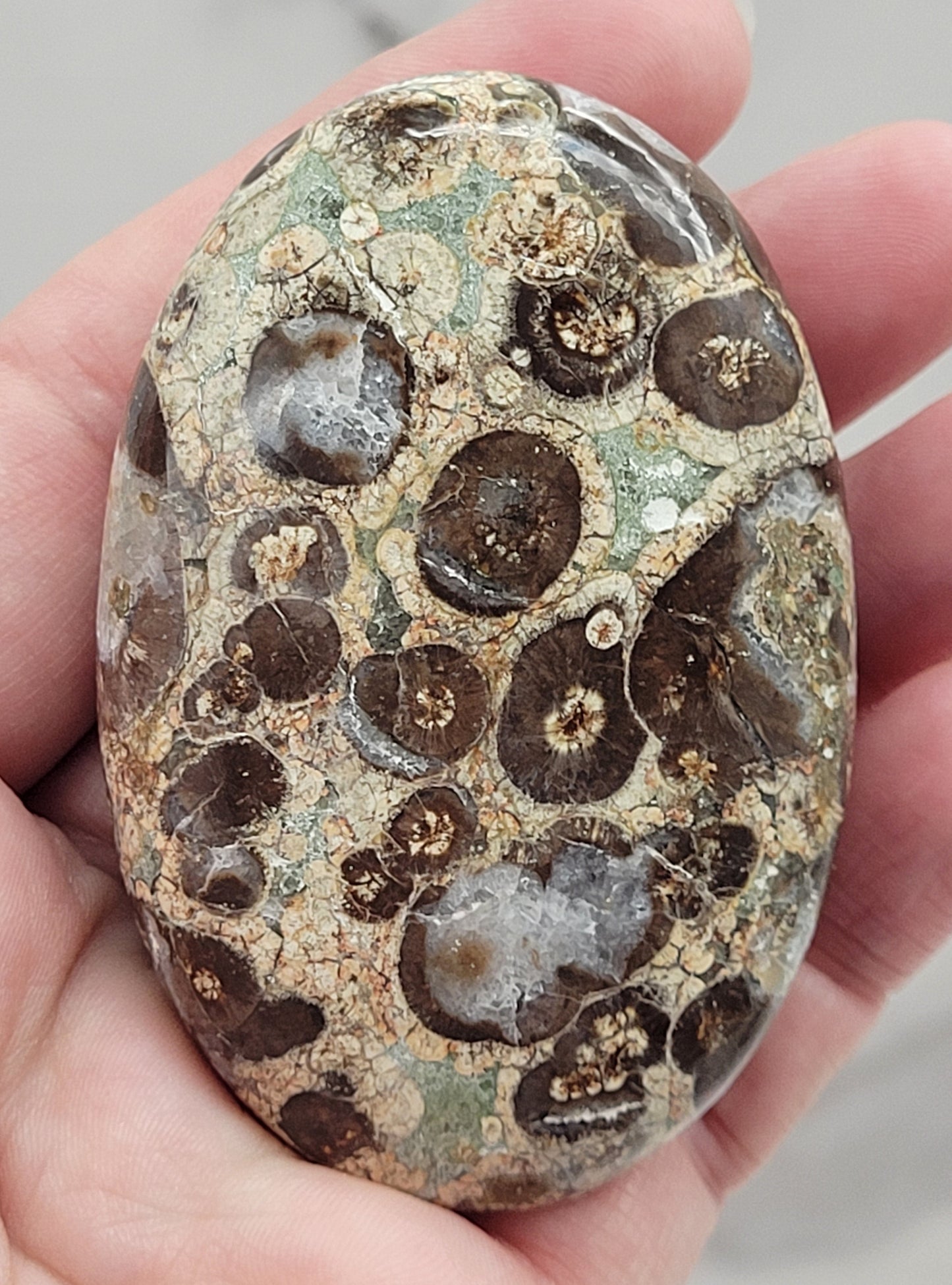 Palm - Crocodile Jasper