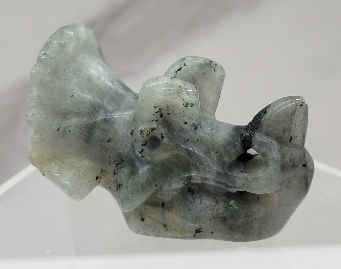 Triceratops skull carving