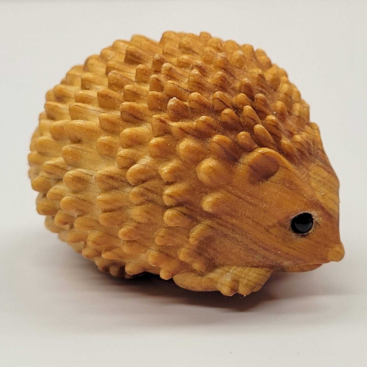 Arborvitae wood hedgehog