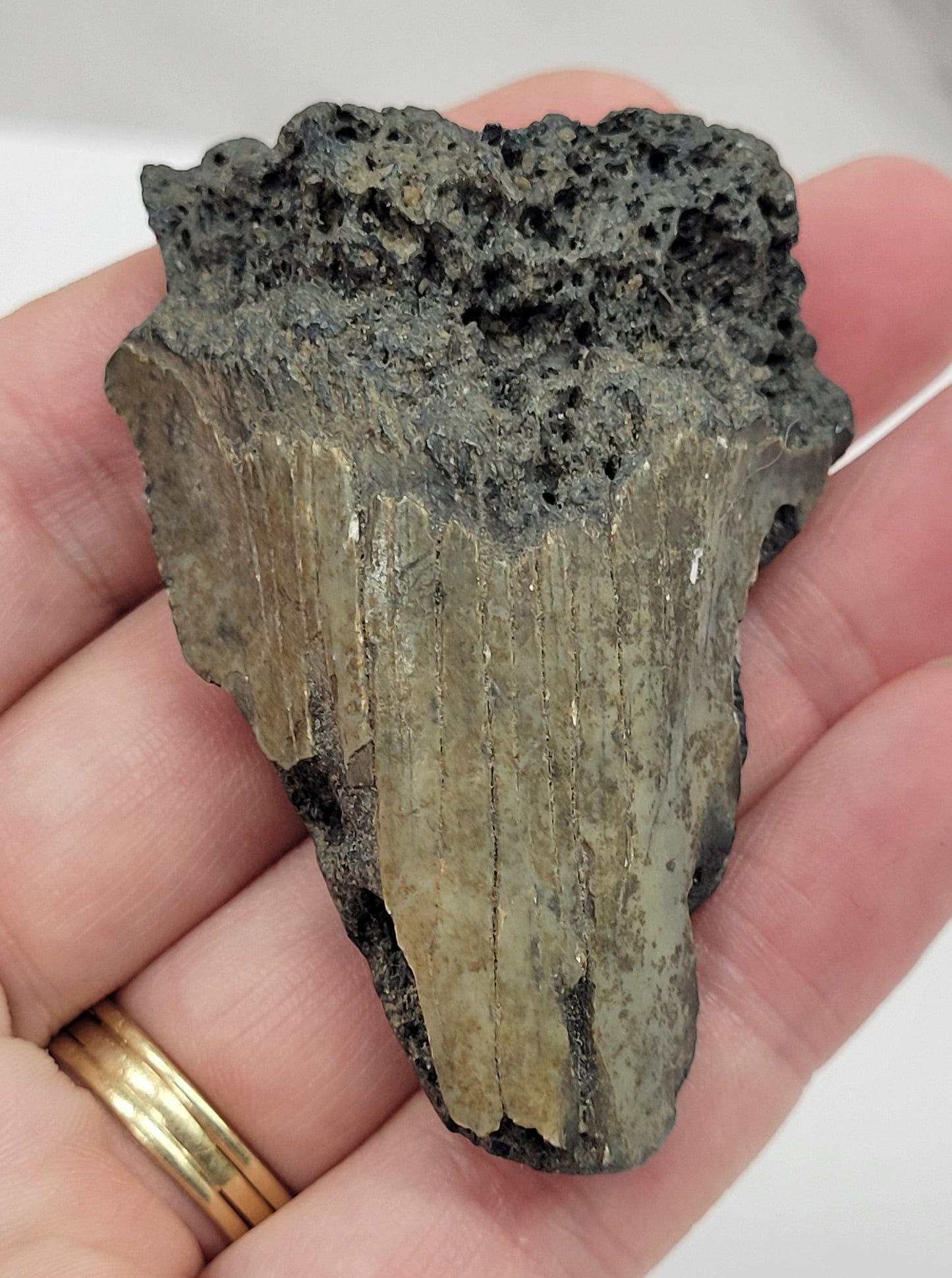 Megaladon teeth