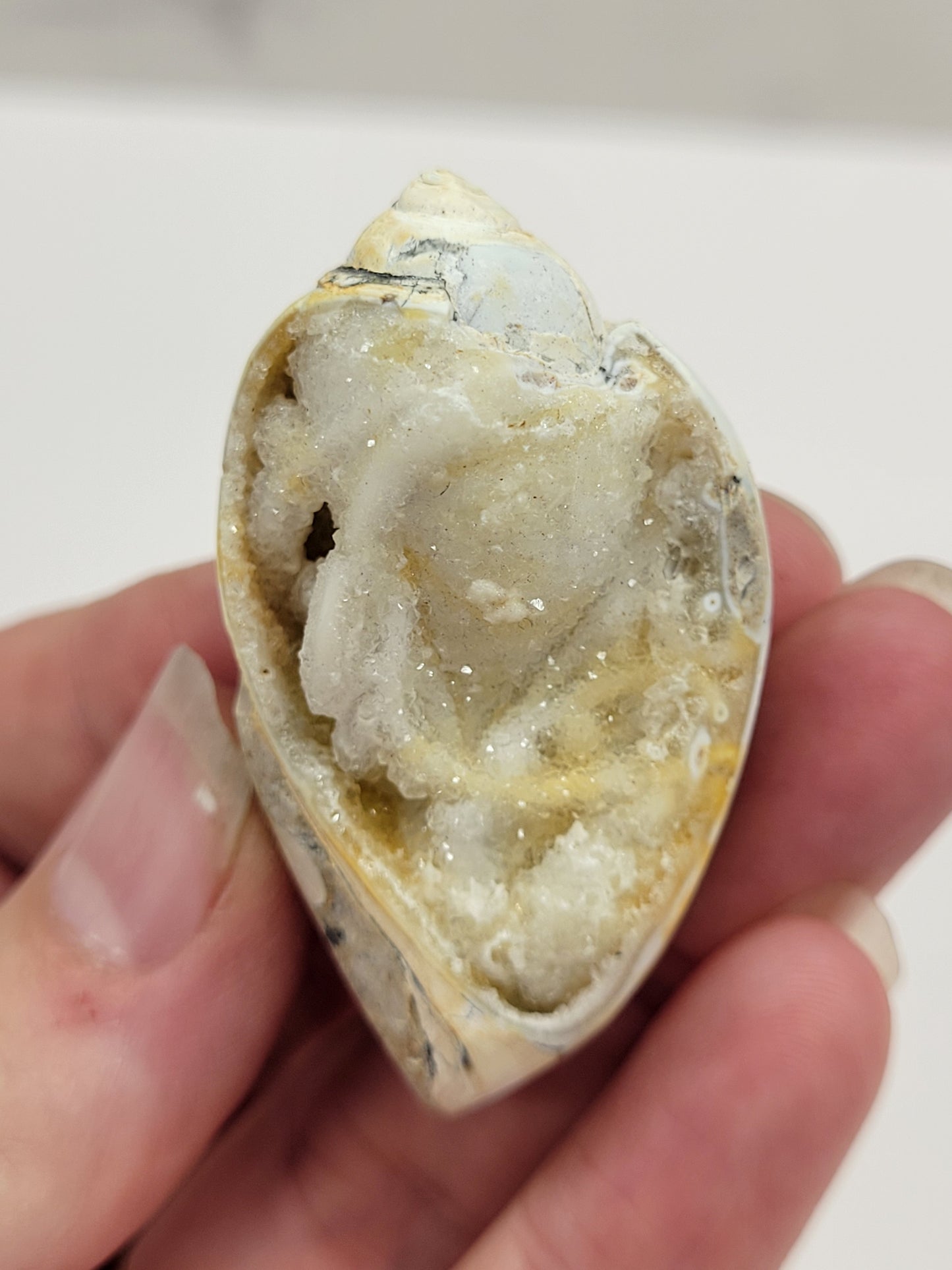 Fossilized shells