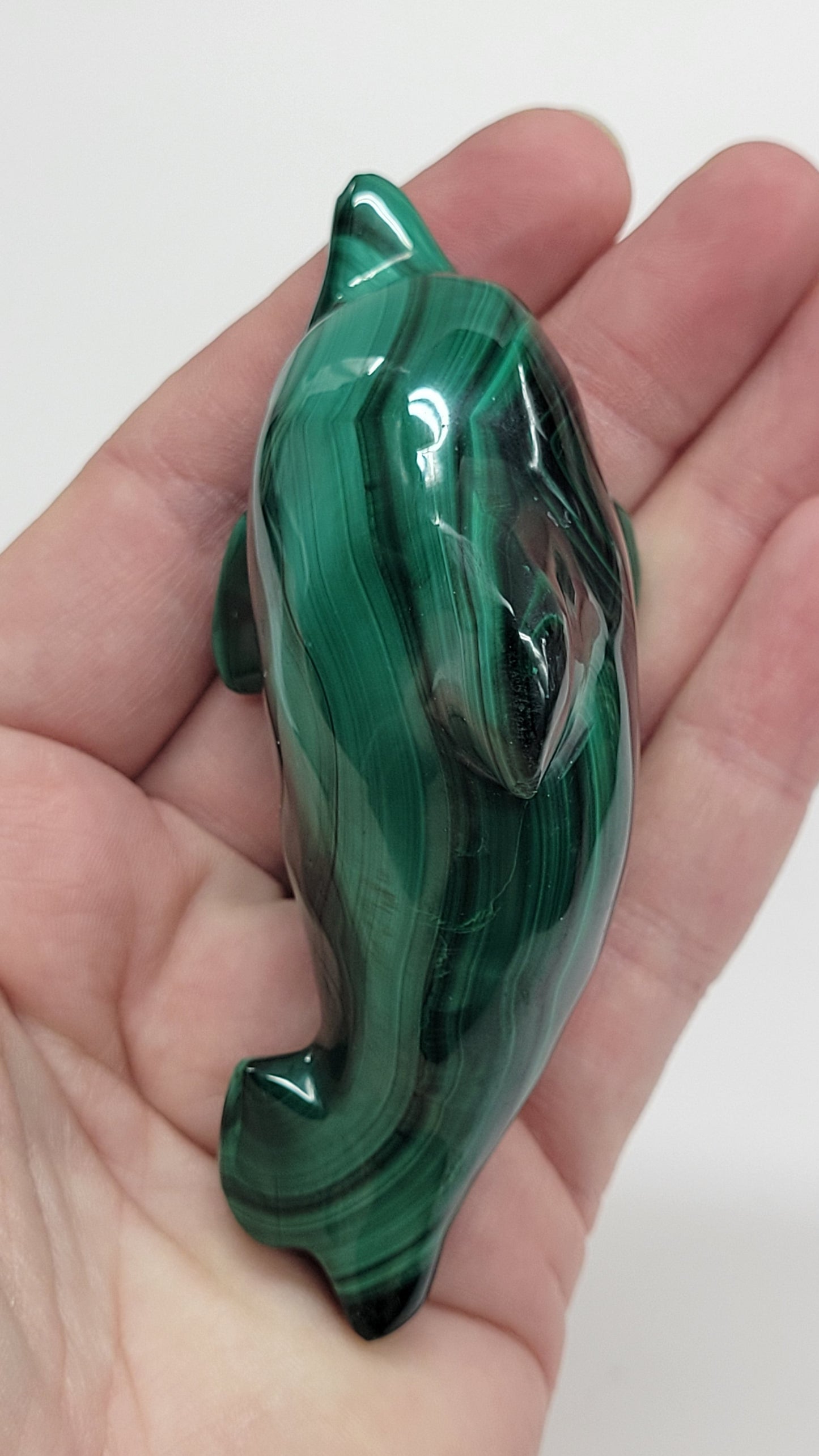 Malachite dolphin