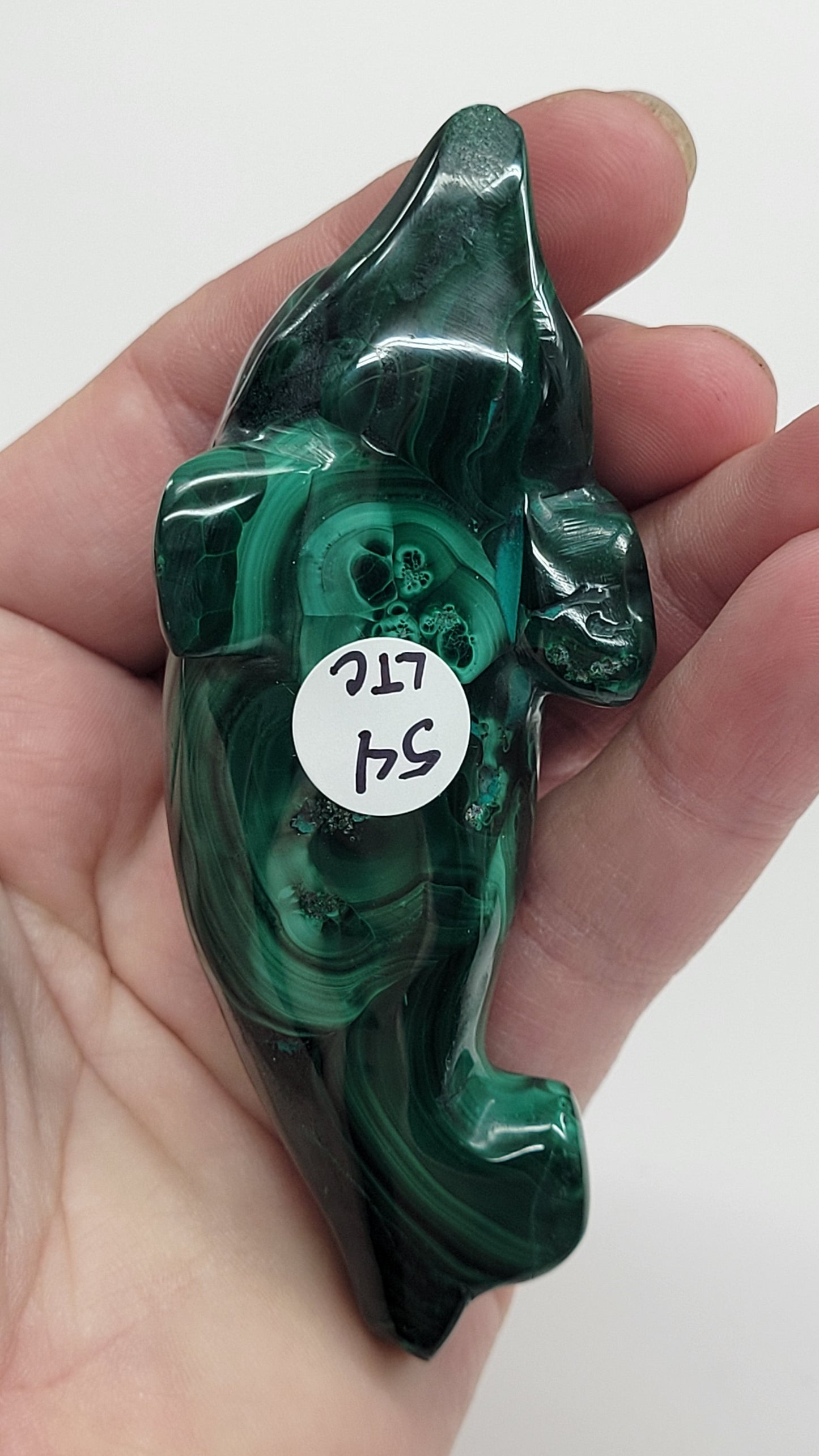 Malachite dolphin