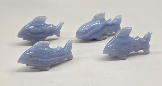 Blue Lace shark carving