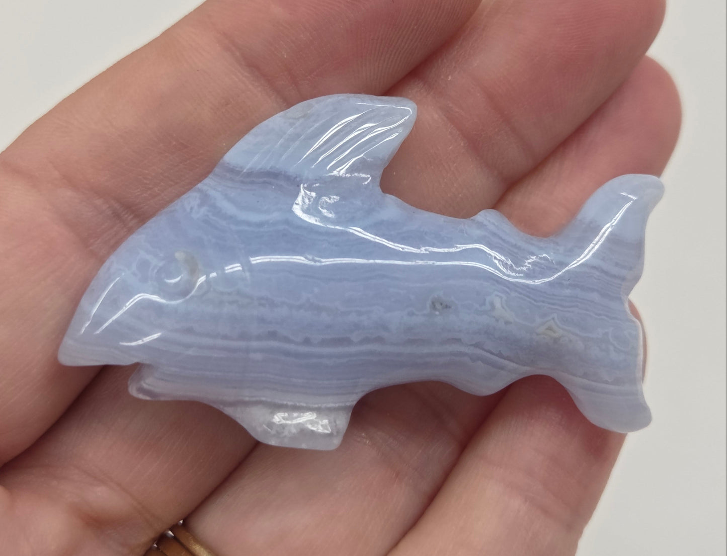 Blue Lace shark carving