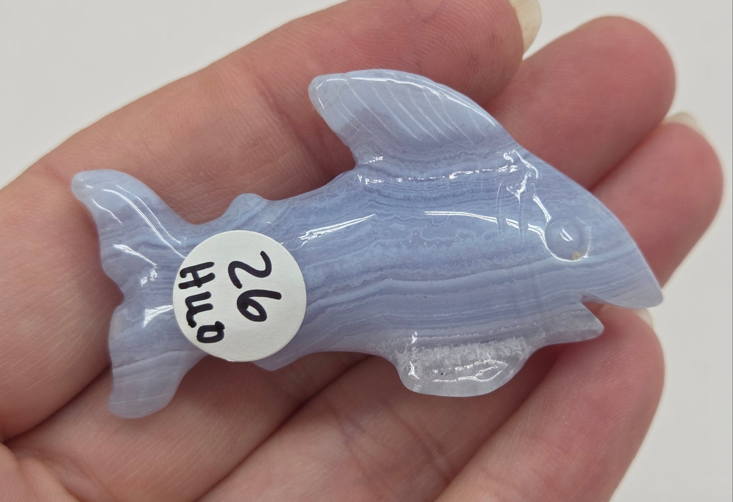 Blue Lace shark carving
