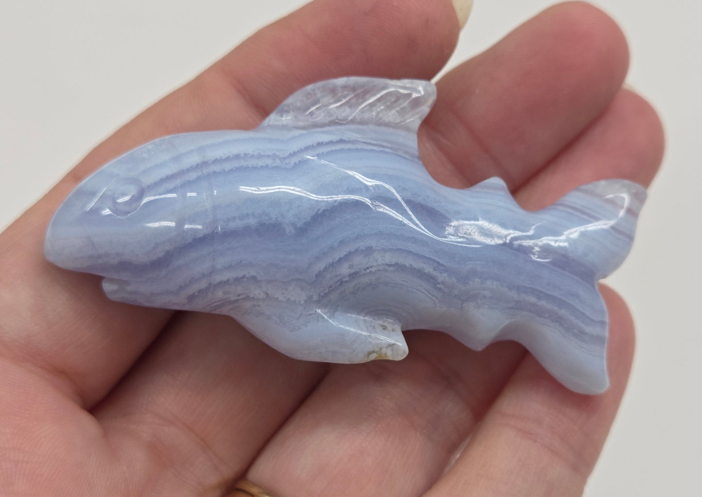 Blue Lace shark carving