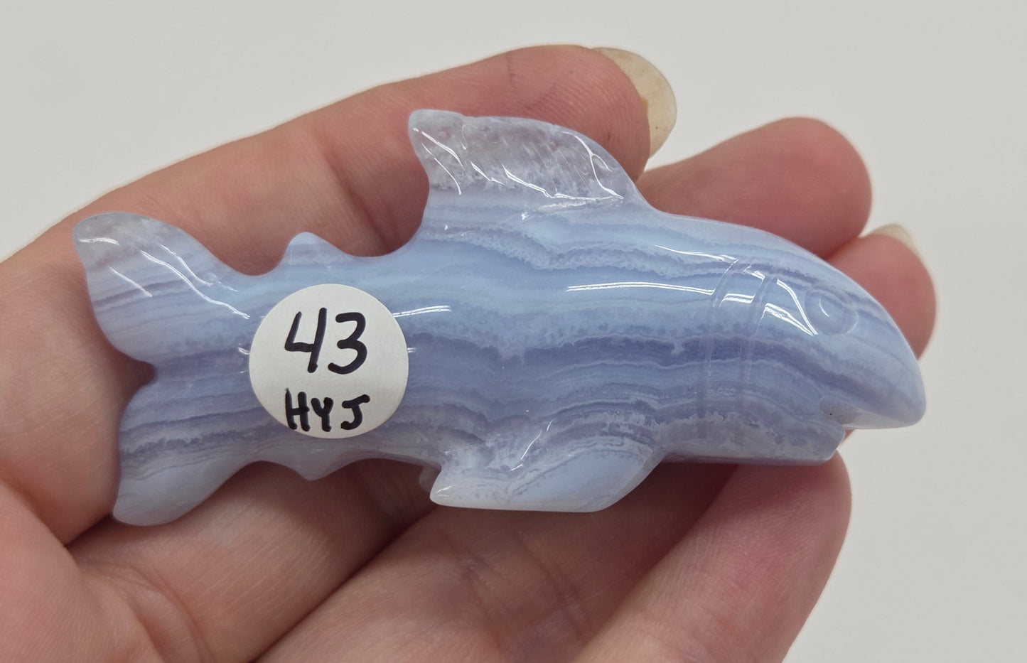 Blue Lace shark carving