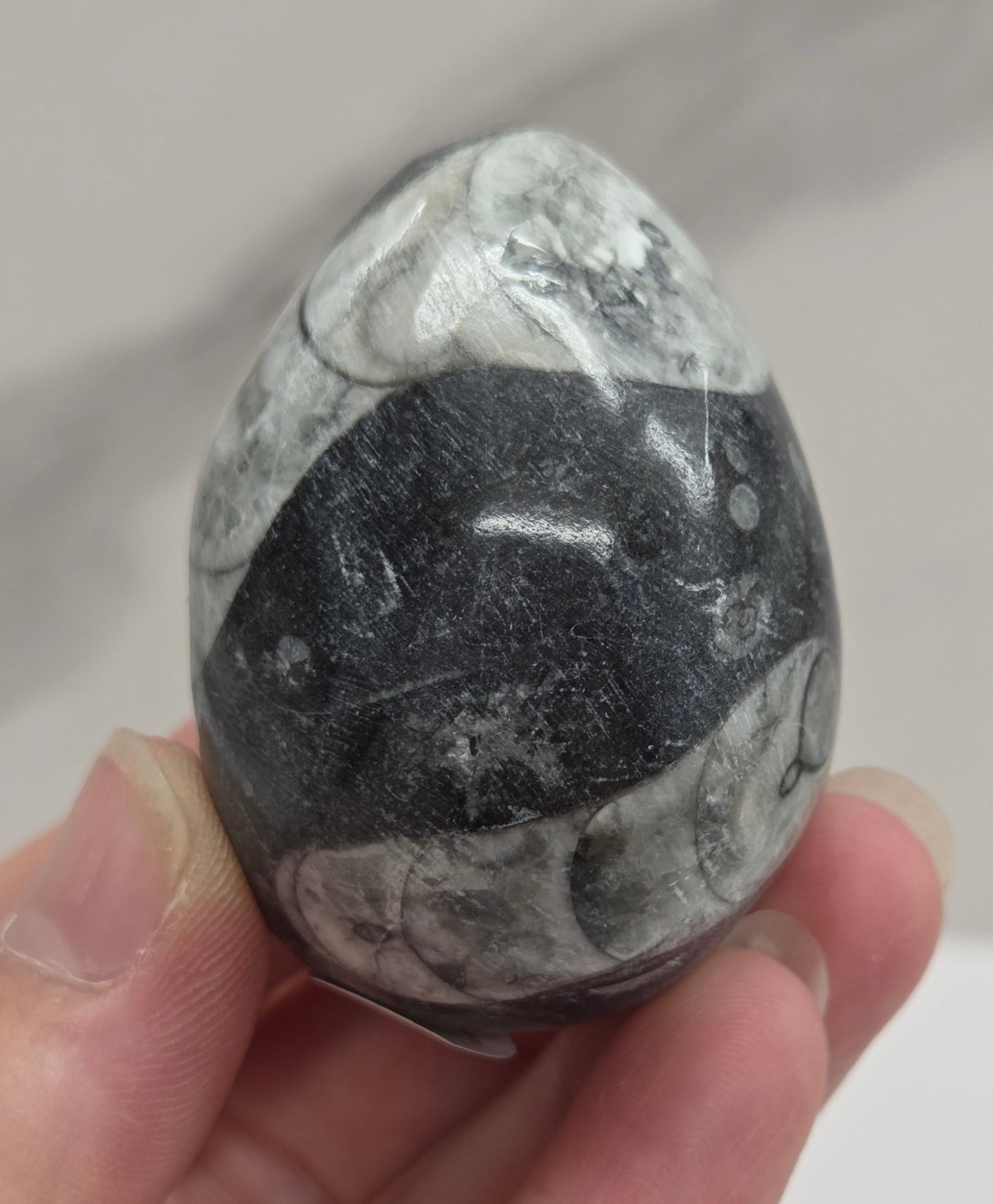 Orthoceras egg