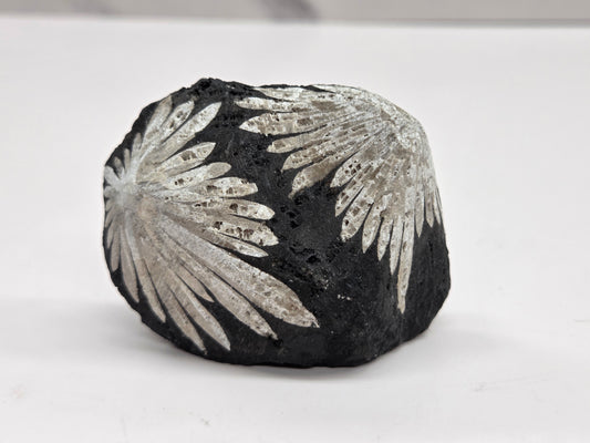 Chrysanthemum stone