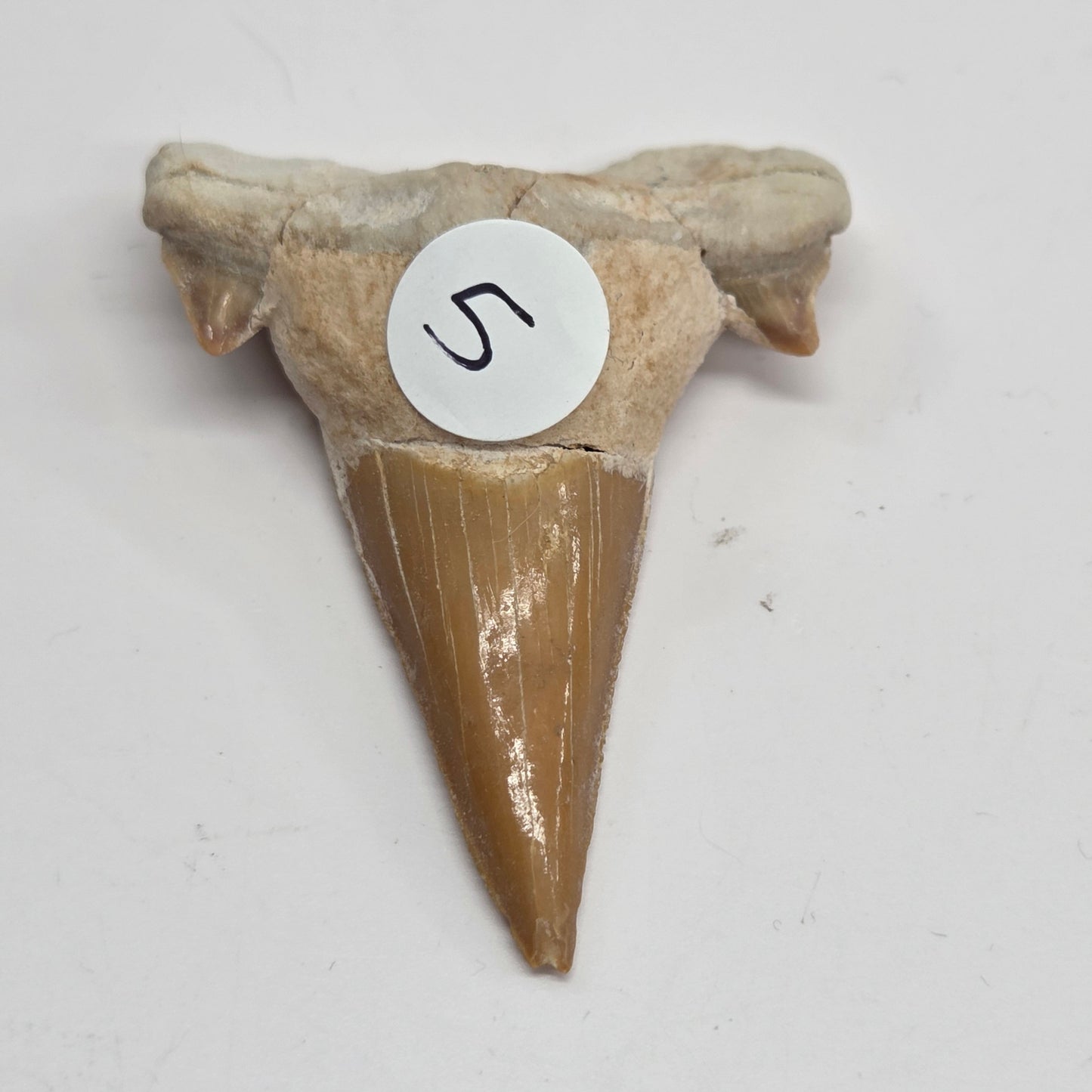 Shark teeth