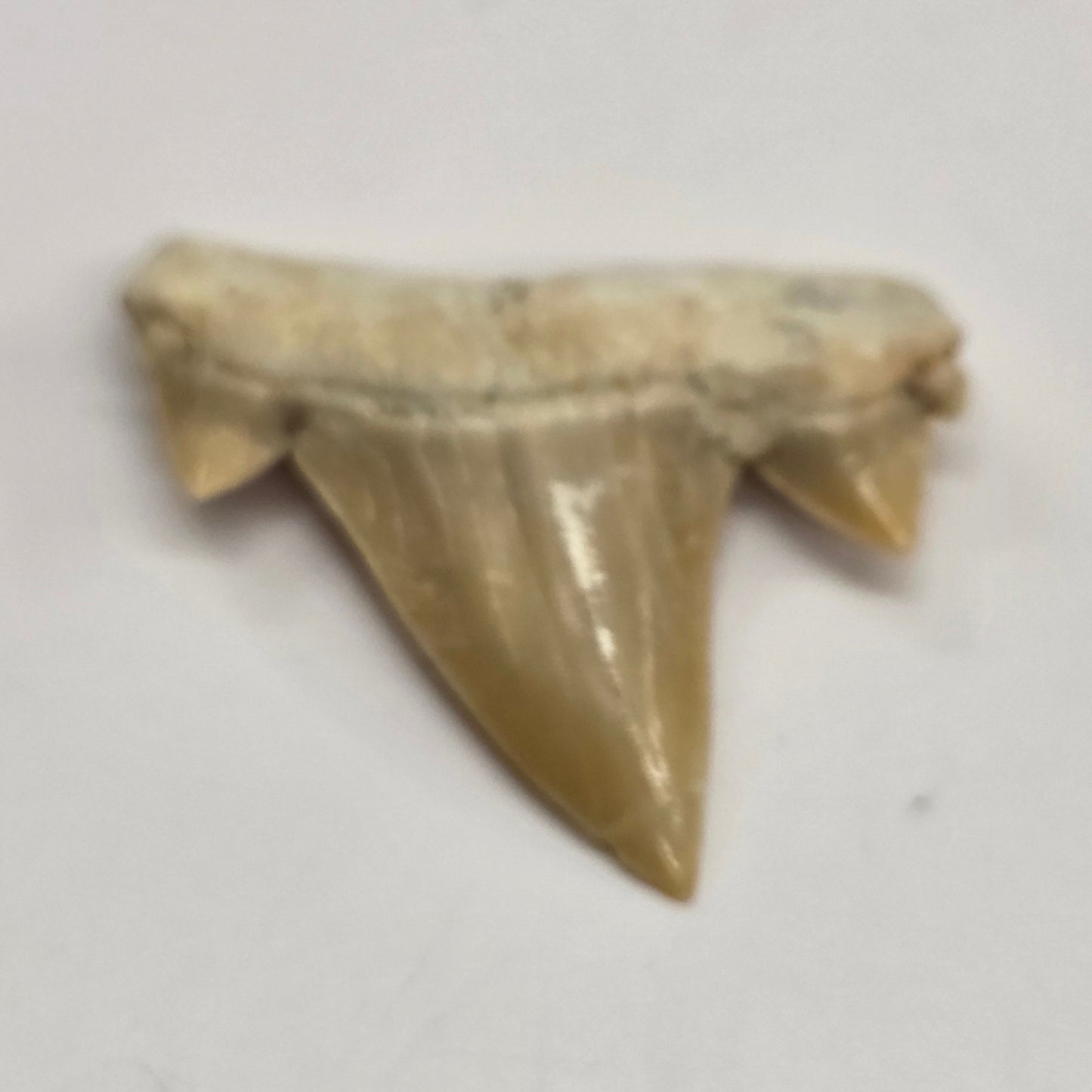 Shark teeth