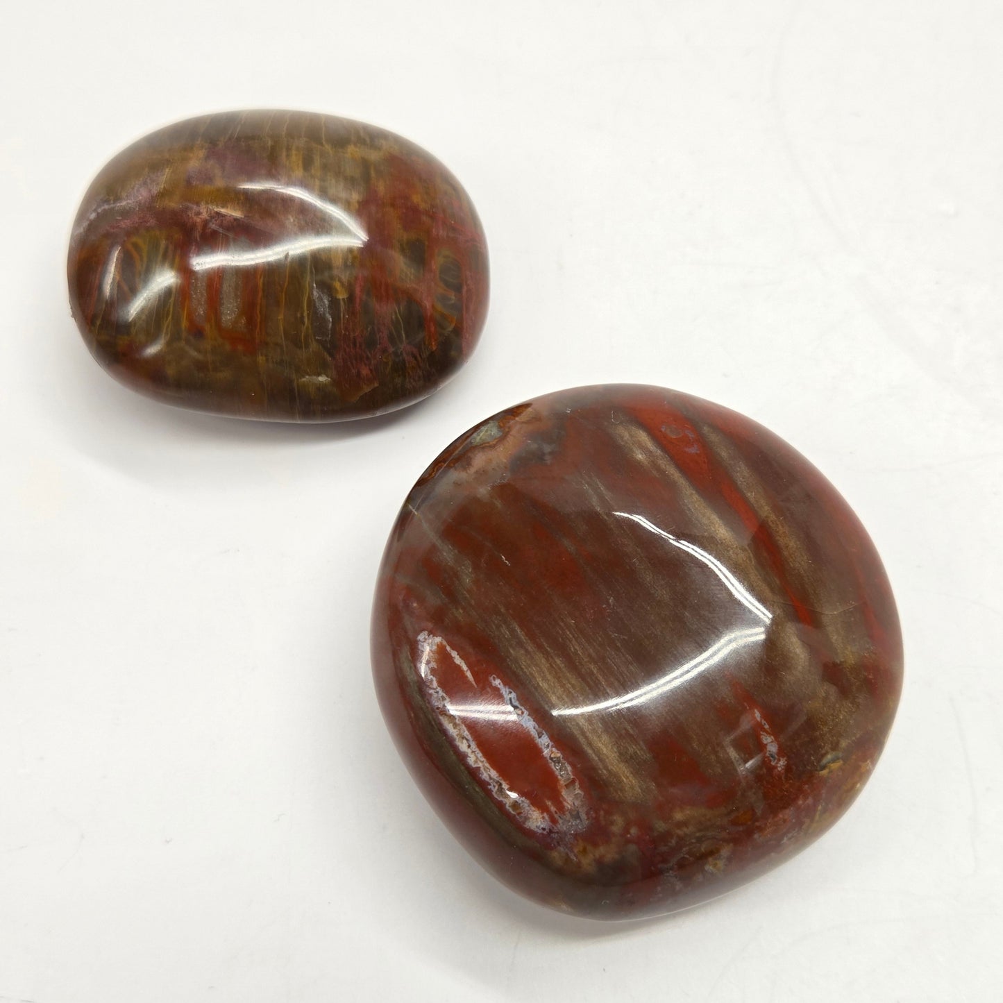 Palm - Petrified Wood