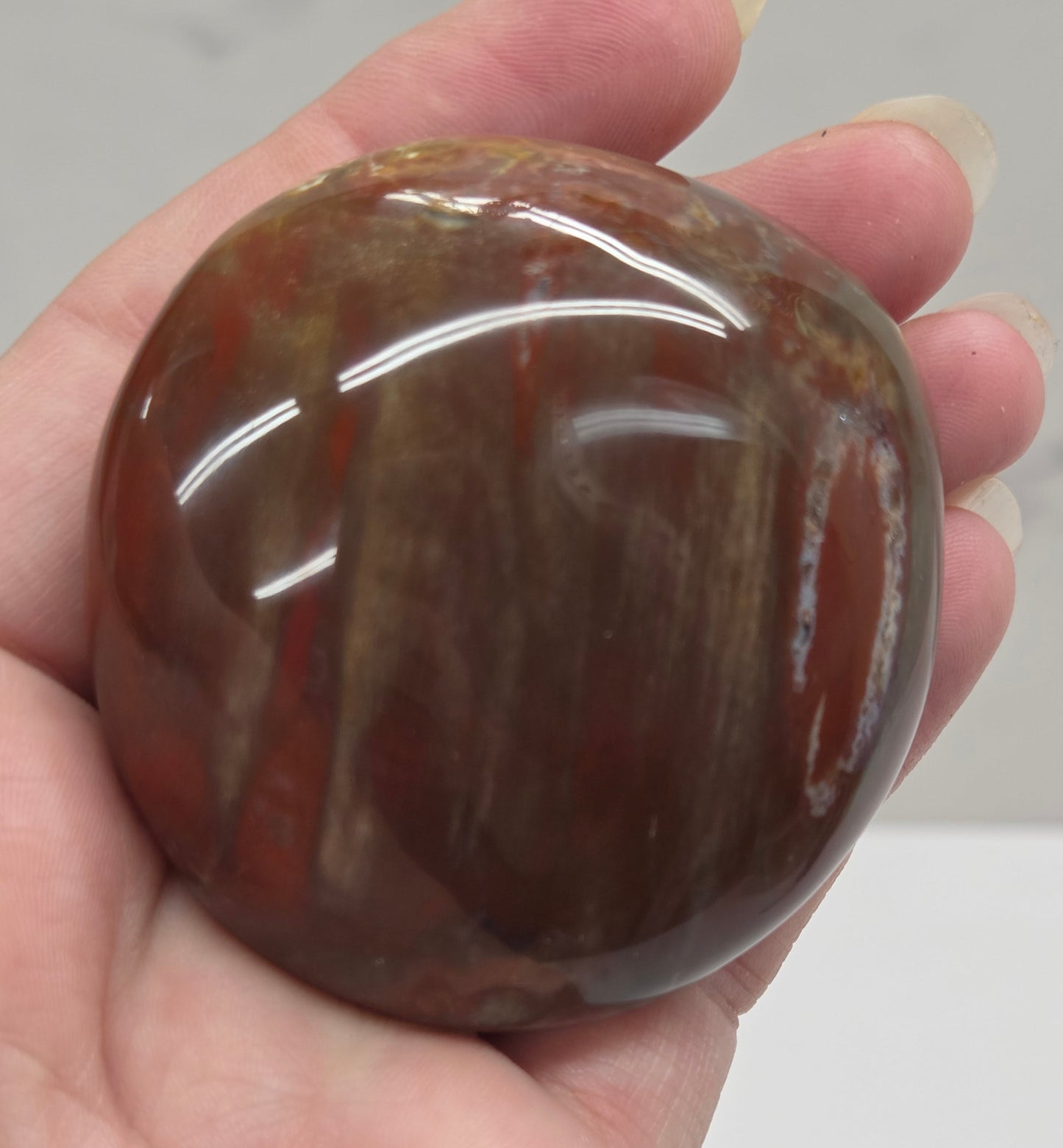 Palm - Petrified Wood
