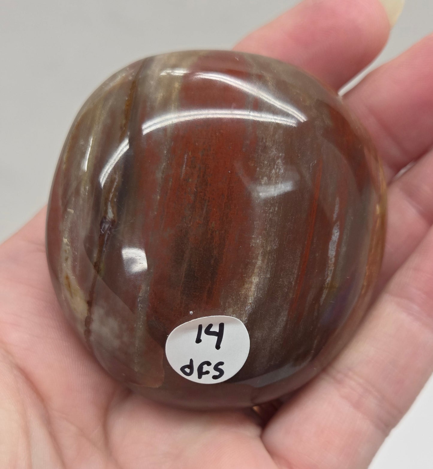 Palm - Petrified Wood
