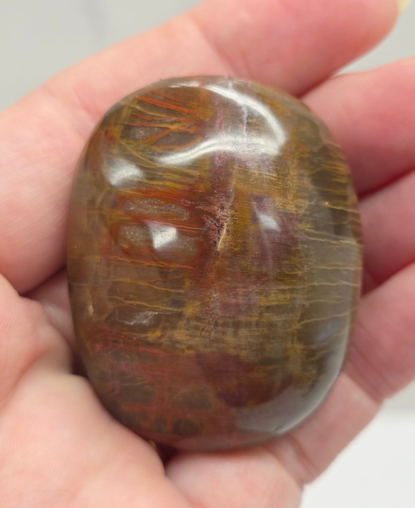 Palm - Petrified Wood
