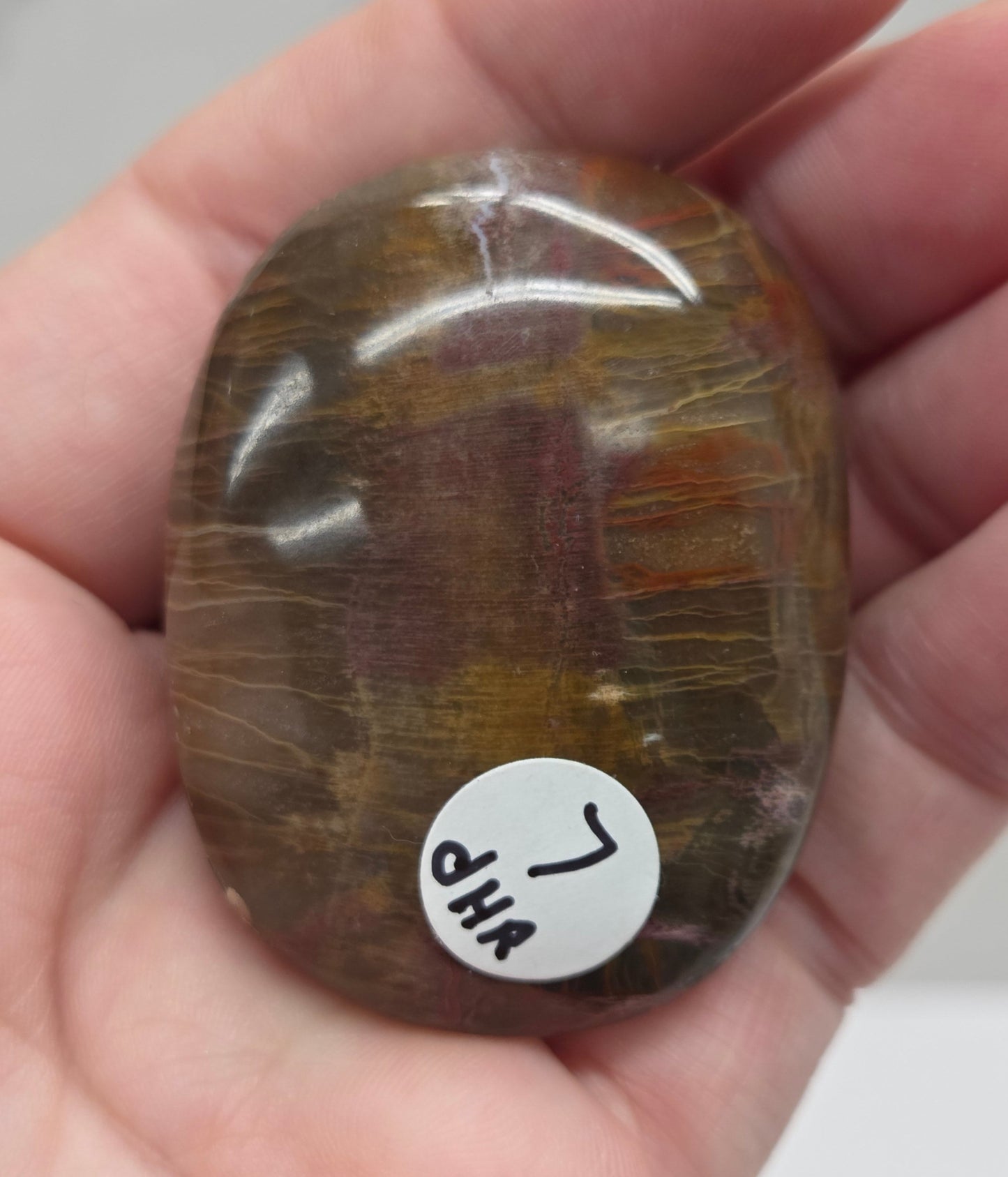 Palm - Petrified Wood