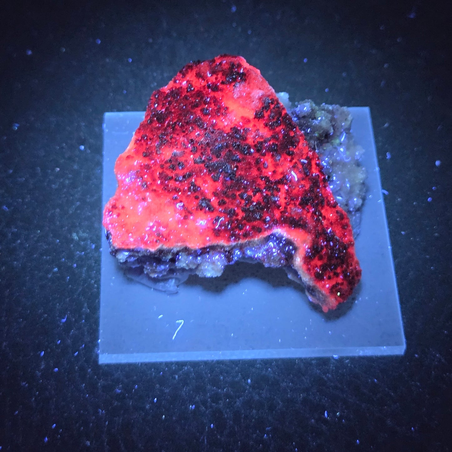 Potosi mine Fluorite