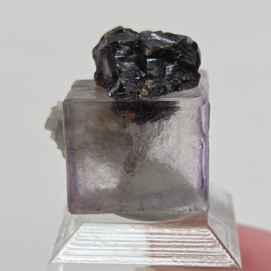 Elmwood Fluorite