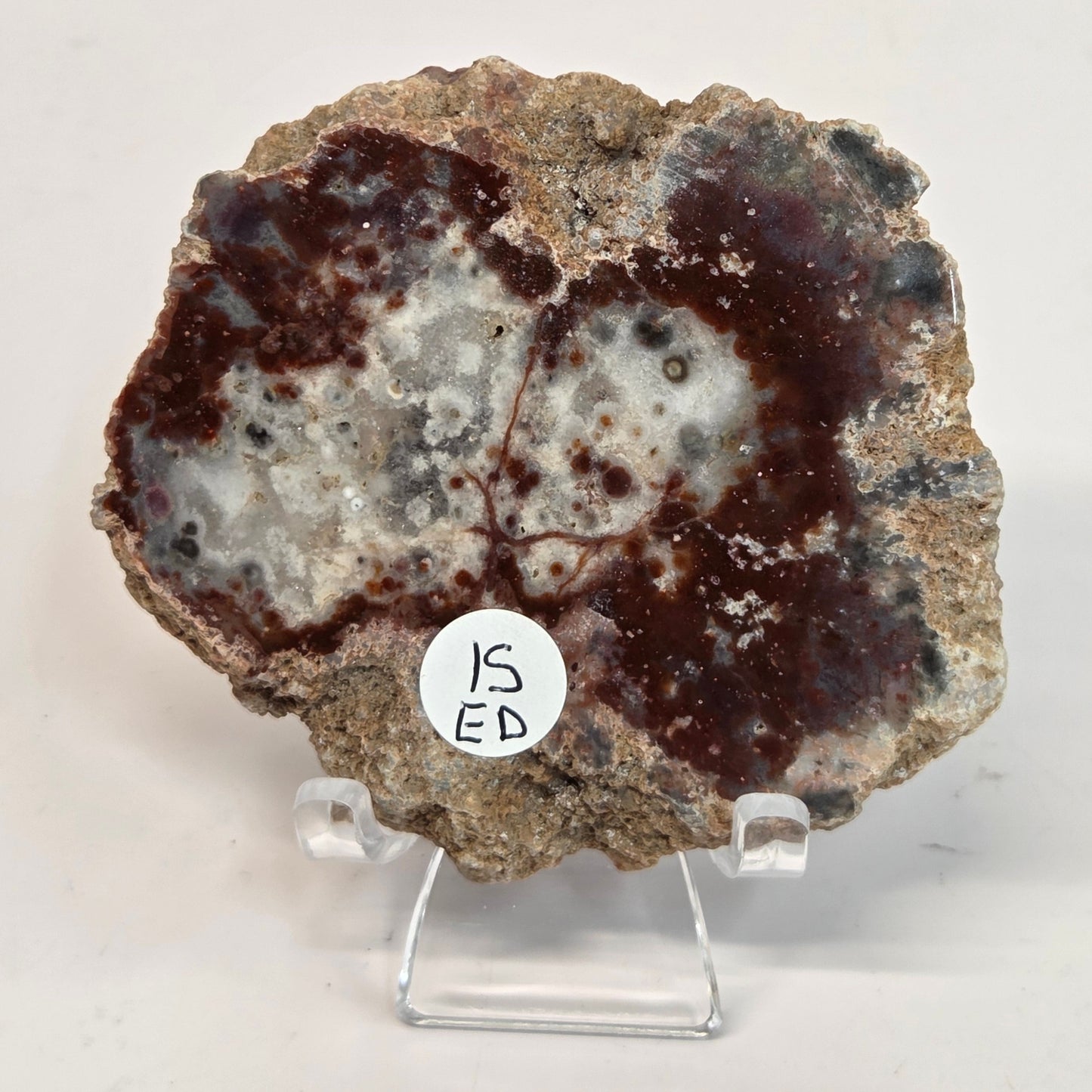 A slab of petrified wood displayed on a stand, with a brown and gray color palette.