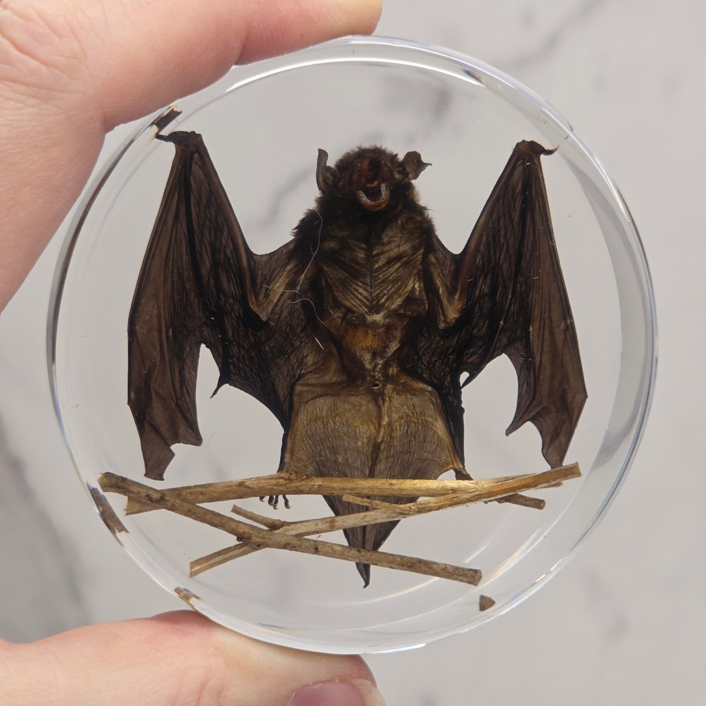 Preserved bat specimen encase in resin held by a person's hands.