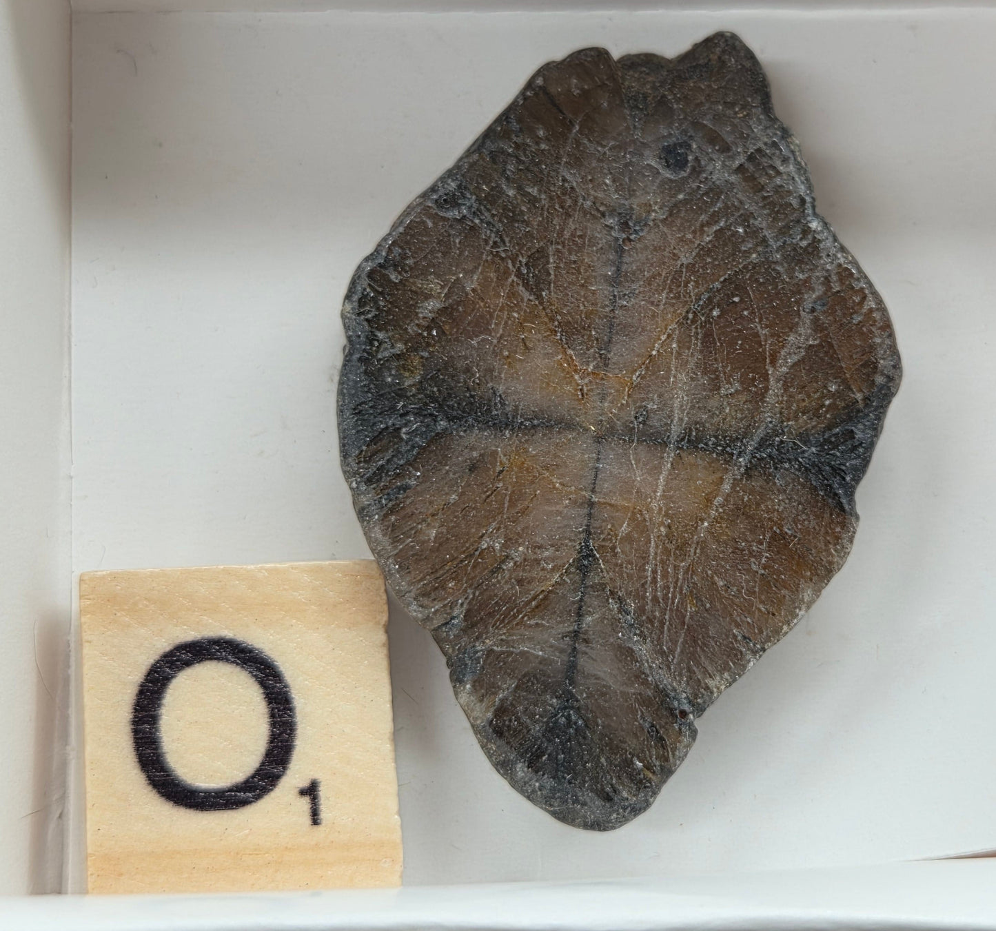 Chiastolite mineral with brown and black coloring, in a white box, with a letter