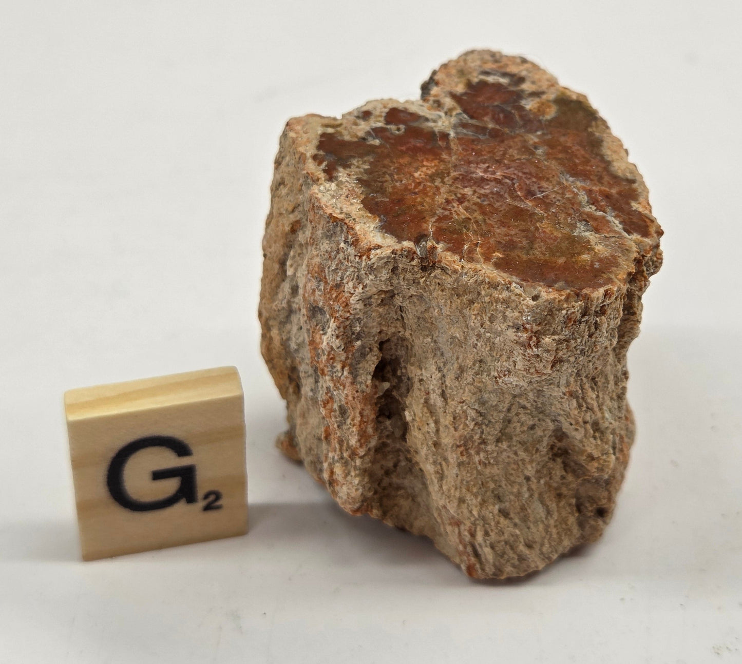 Petrified wood stump on a white background